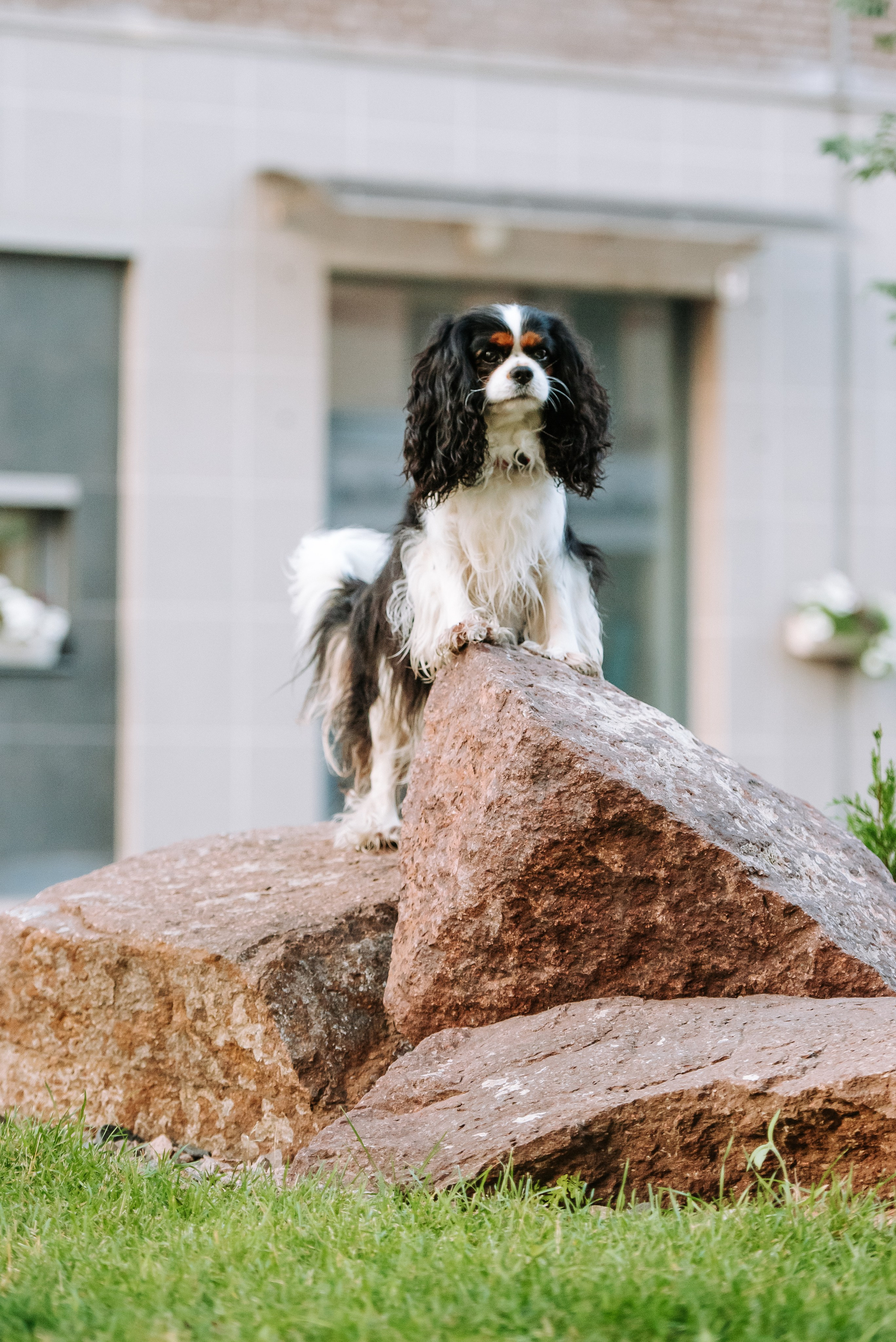 Собаки уличные. Фотограф Диана Оленина Красноярск / Братск