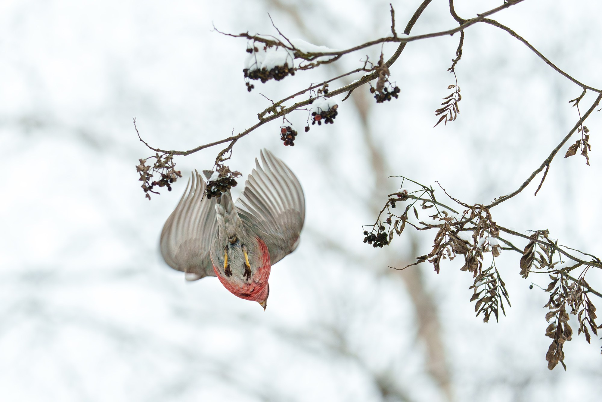 Удивительные мир птиц. Вокруг нас столько прекрасного — присмотритесь!. Ваш личный фотограф Марина Волкова