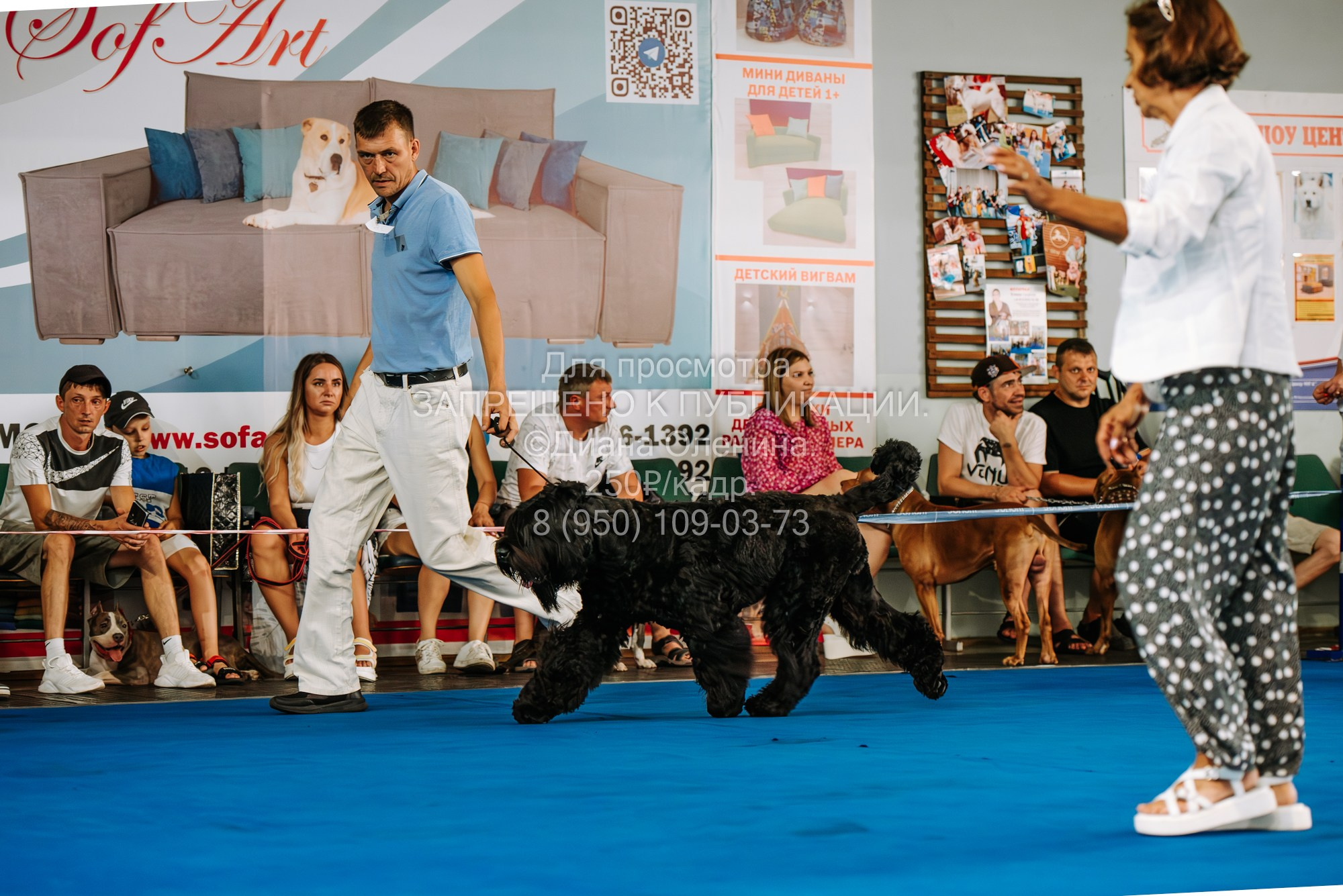 Национальная выставка собак всех пород ранга САС-IKU «Кубок Красноярск. Фотограф Диана Оленина Красноярск / Братск