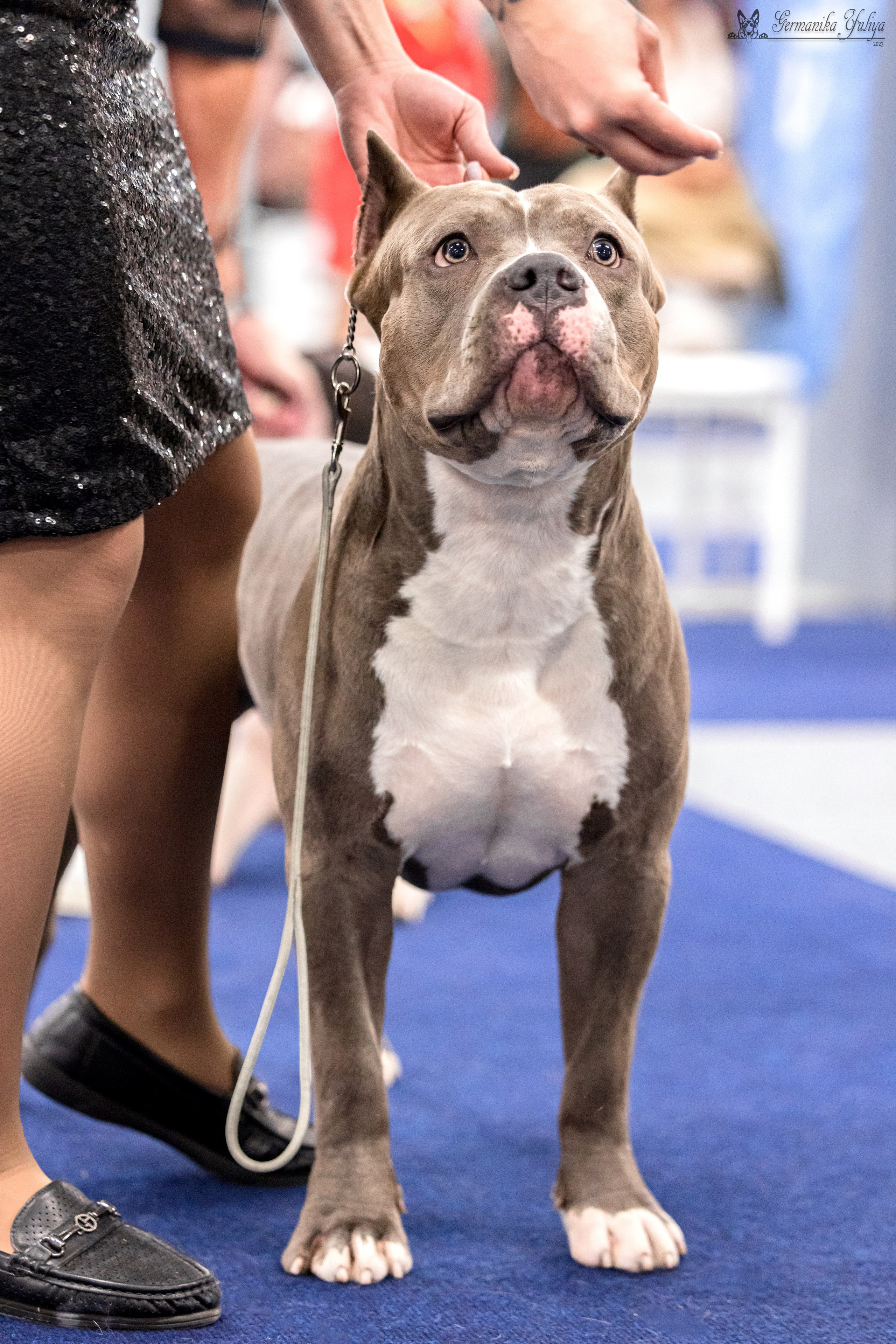 Сфера 29.10,Крокус 4.11,Сфера 12.11.2023. Фотограф-анималист Юлия Германика