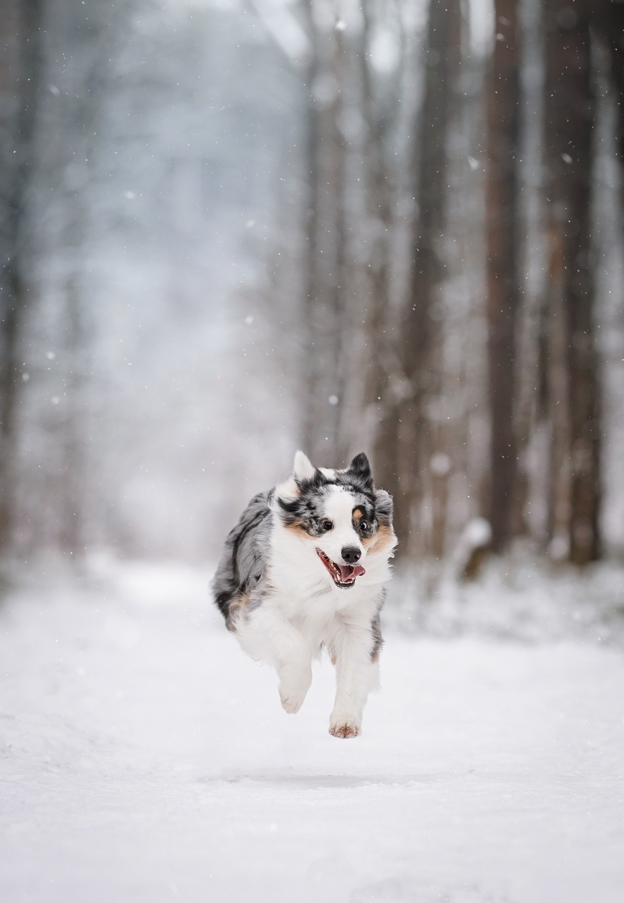 Антон Аиша и Римус. Фотограф-анималист в Санкт-Петербурге Яна Мартынова