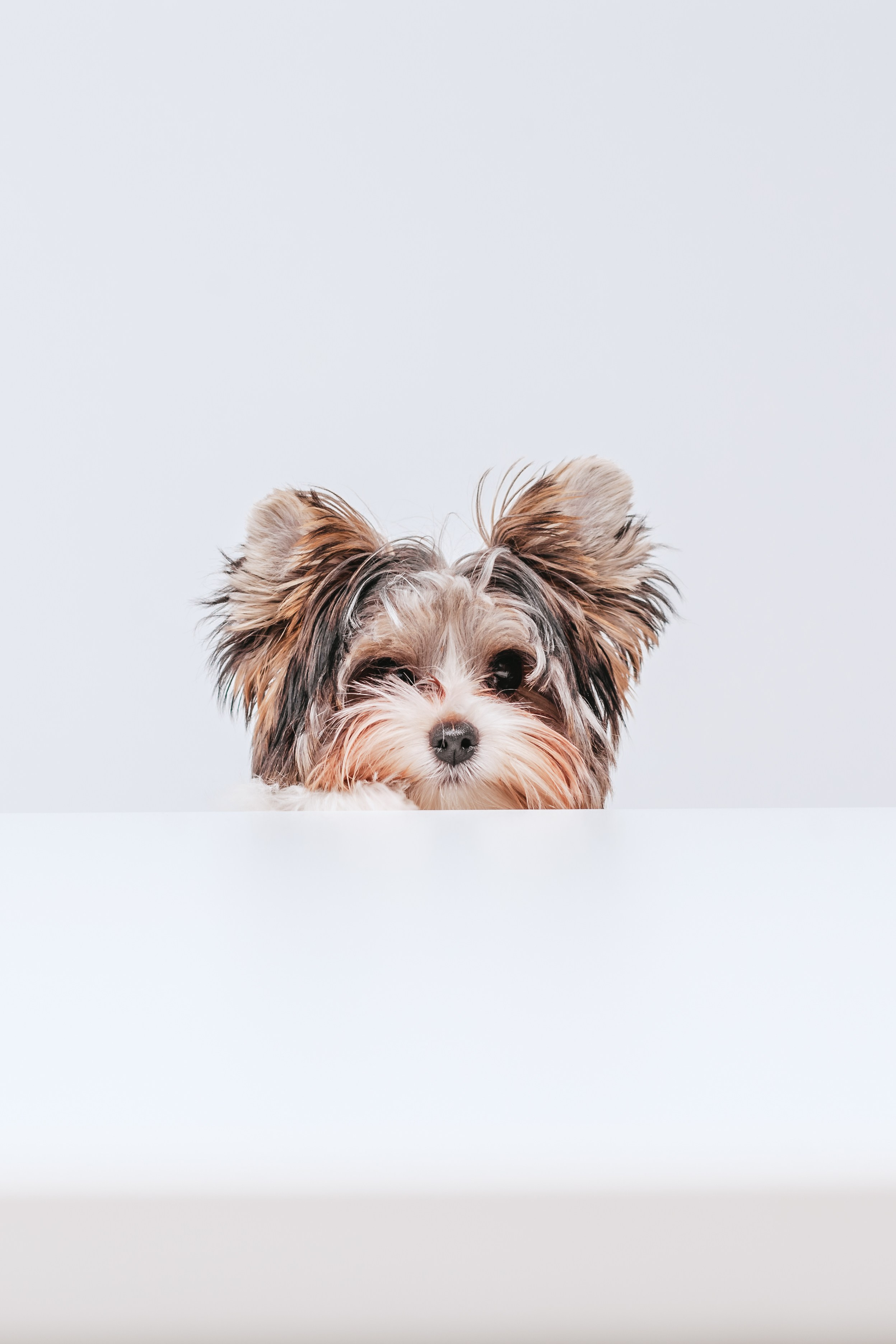 Студия близняшки. Фотограф-анималист Татьяна Степанова