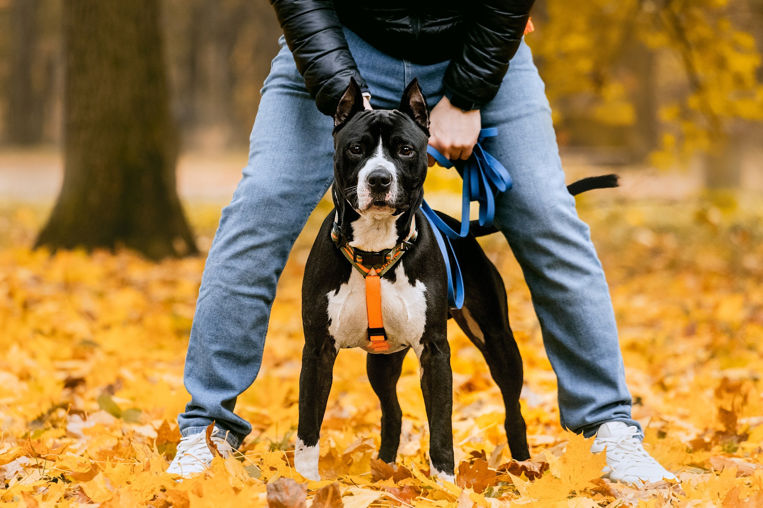 Собаки из приюта Дубовая роща осень 2025. Фотограф-анималист Татьяна Степанова