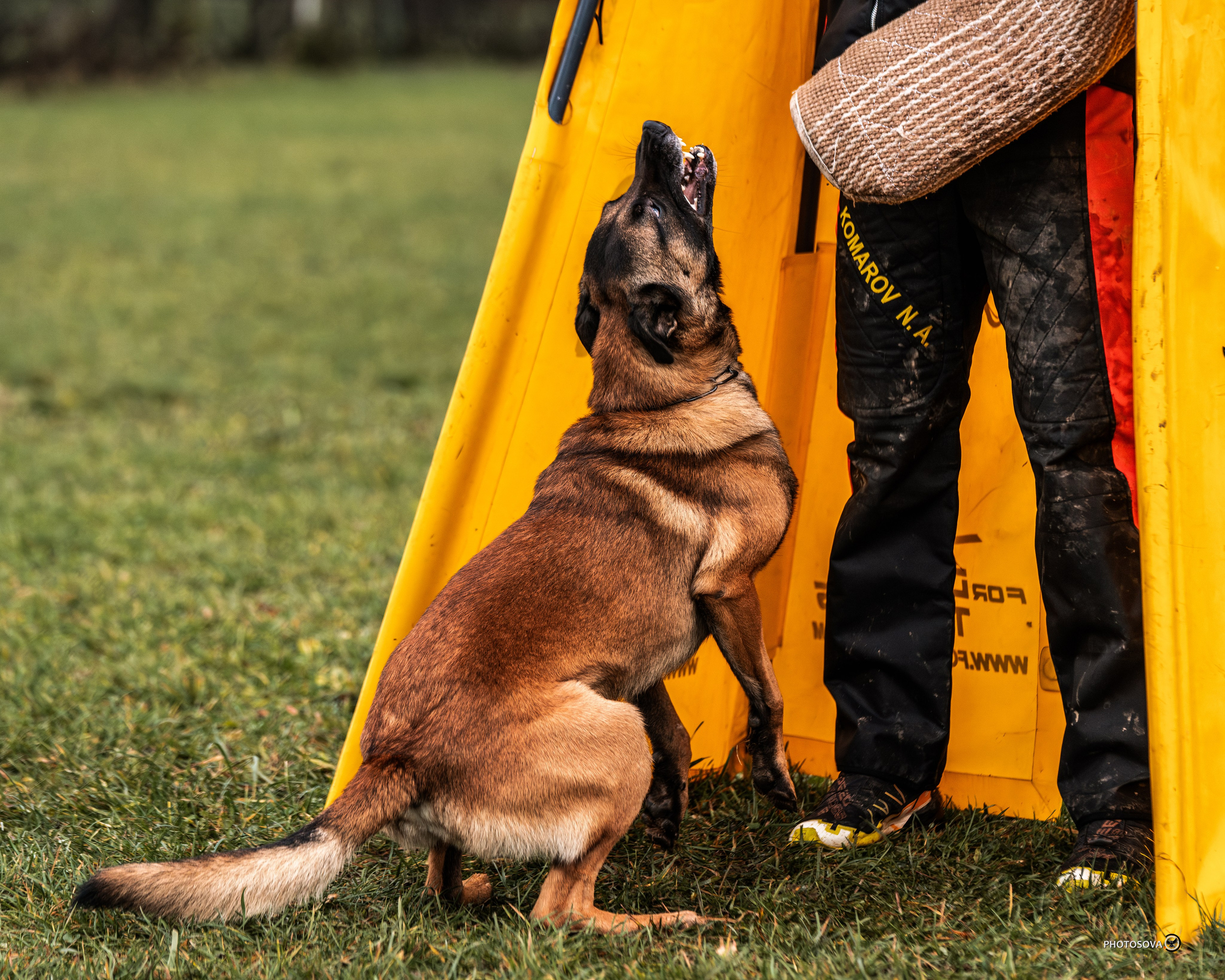 МЫ — КОМАНДА (соревнования) OKD, BH, IBGH, IGP. Фотограф-анималист, семейный фотограф в Москве и Подмосковье. Фотосъёмка кинологических дисциплин