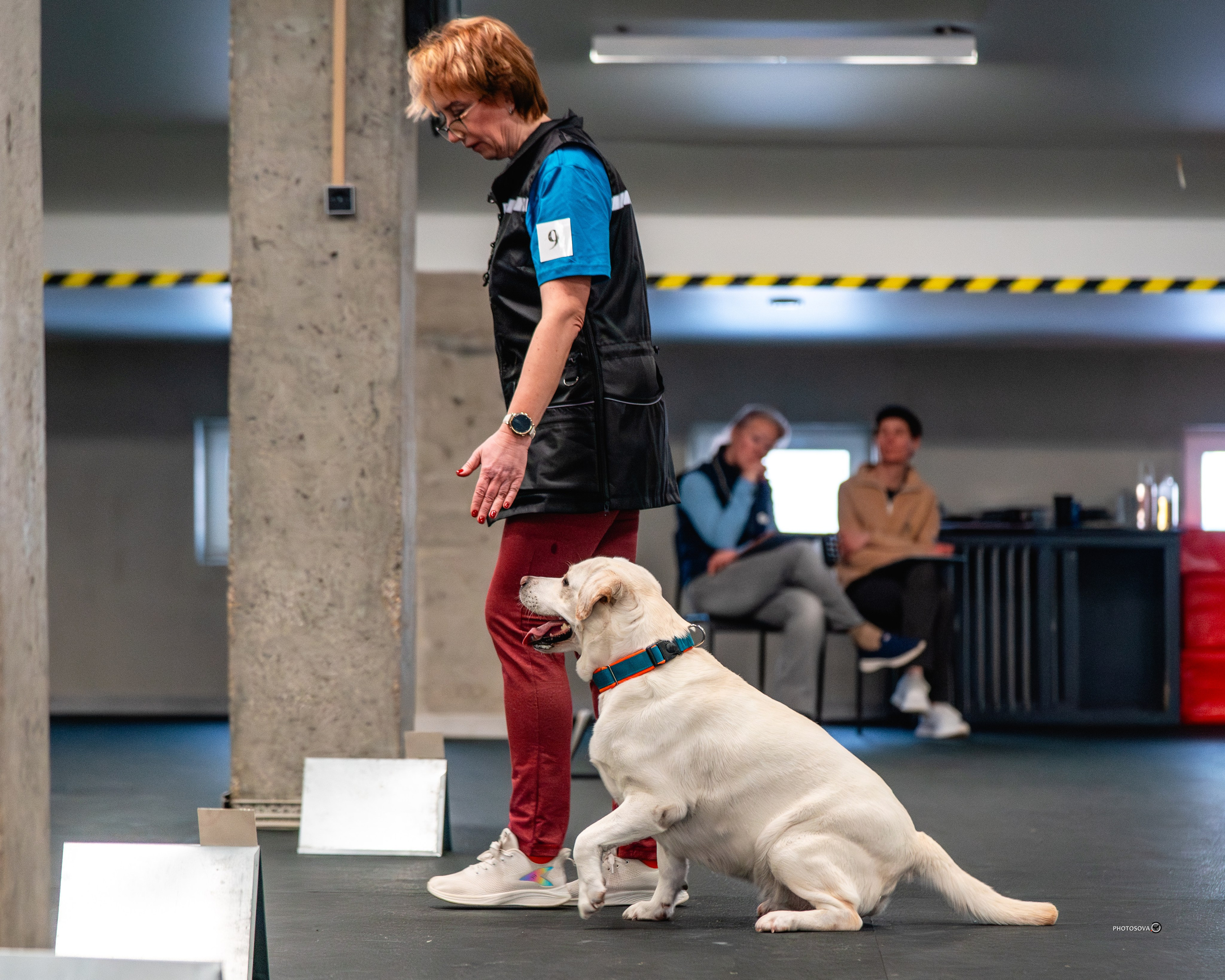 ТЫ И Я (соревнования по ралли-обидиенс). Фотограф-анималист, семейный фотограф в Москве и Подмосковье. Фотосъёмка кинологических дисциплин