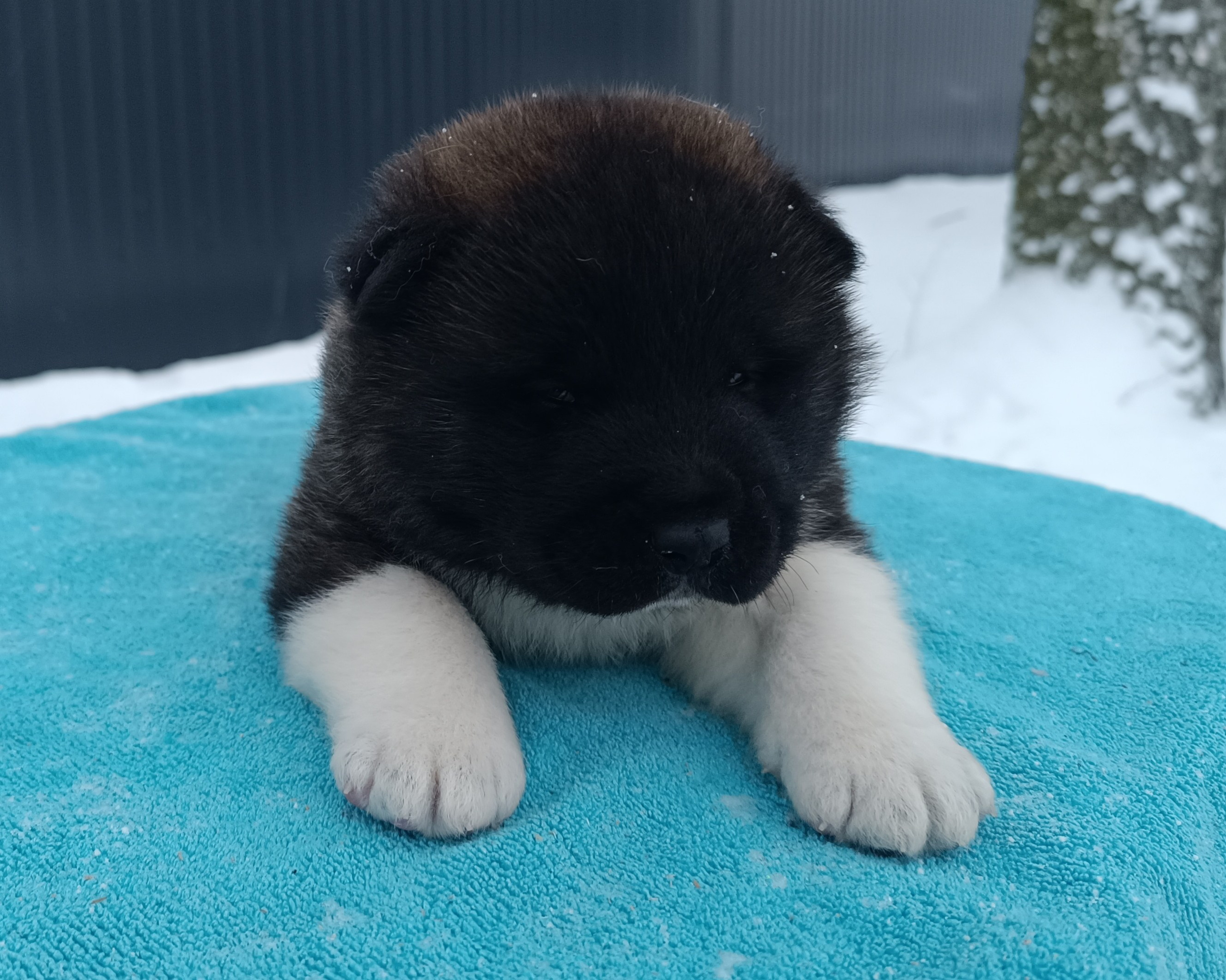 Американская акита  щенки питомник Санкт-Петербург клубные щенки Американская акита питомник RUBYLIGHT Рубилайт купить щенка американской акиты