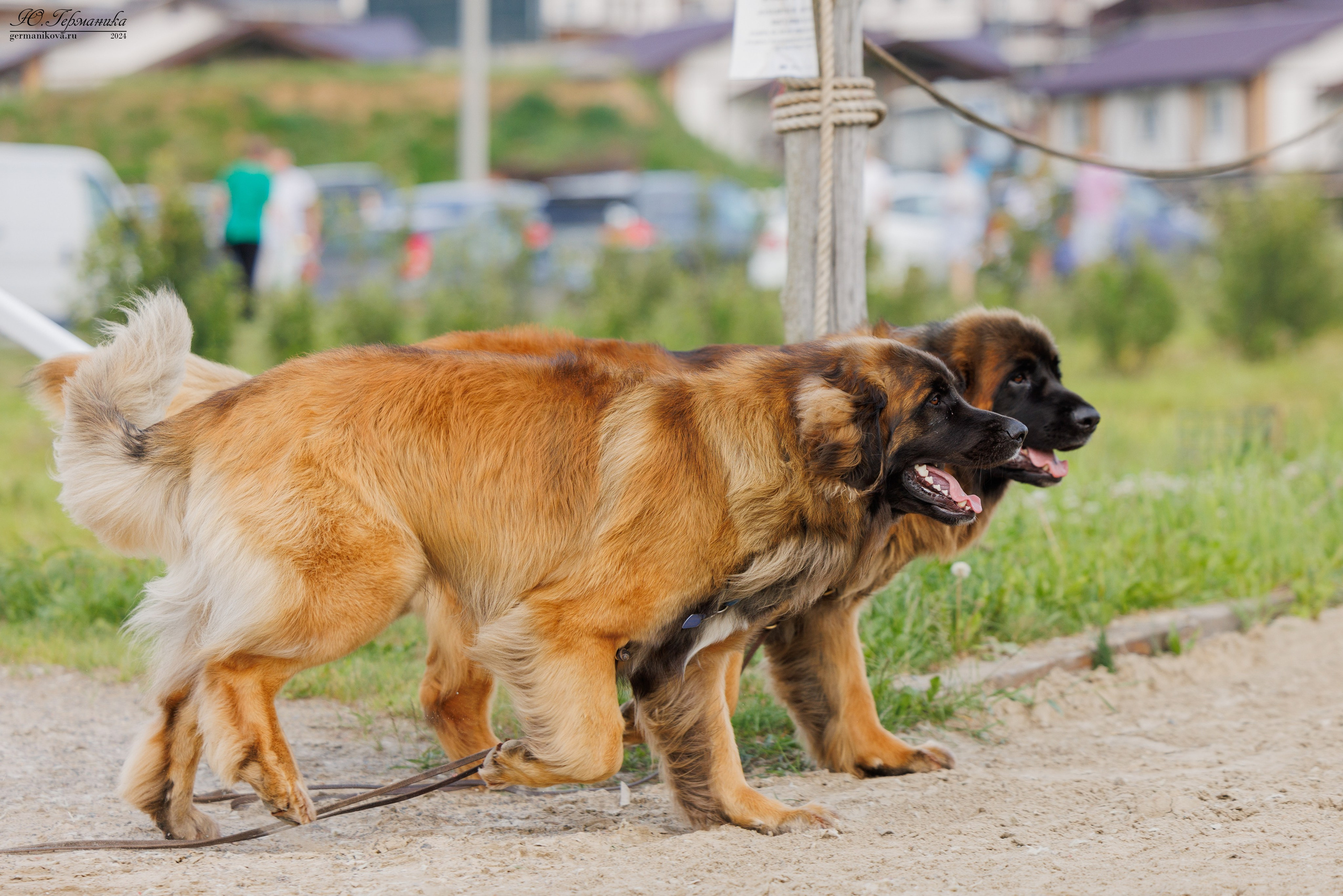 РОССИЯ 8-9.06.2024. Фотограф-анималист Юлия Германика