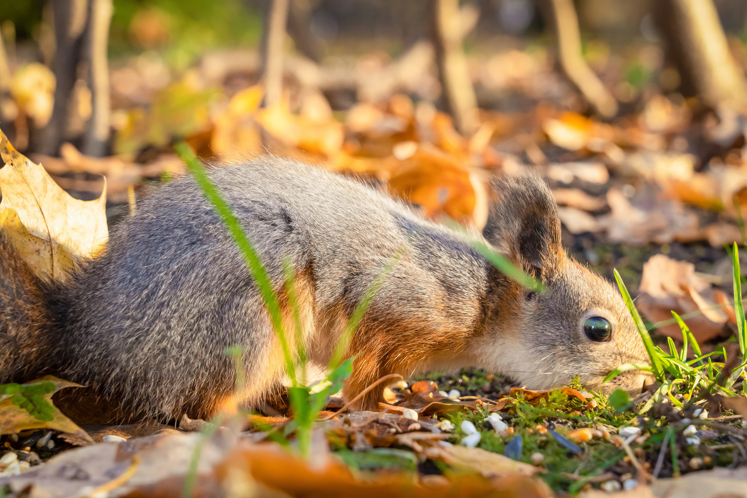 Дикая природа. Photomantis