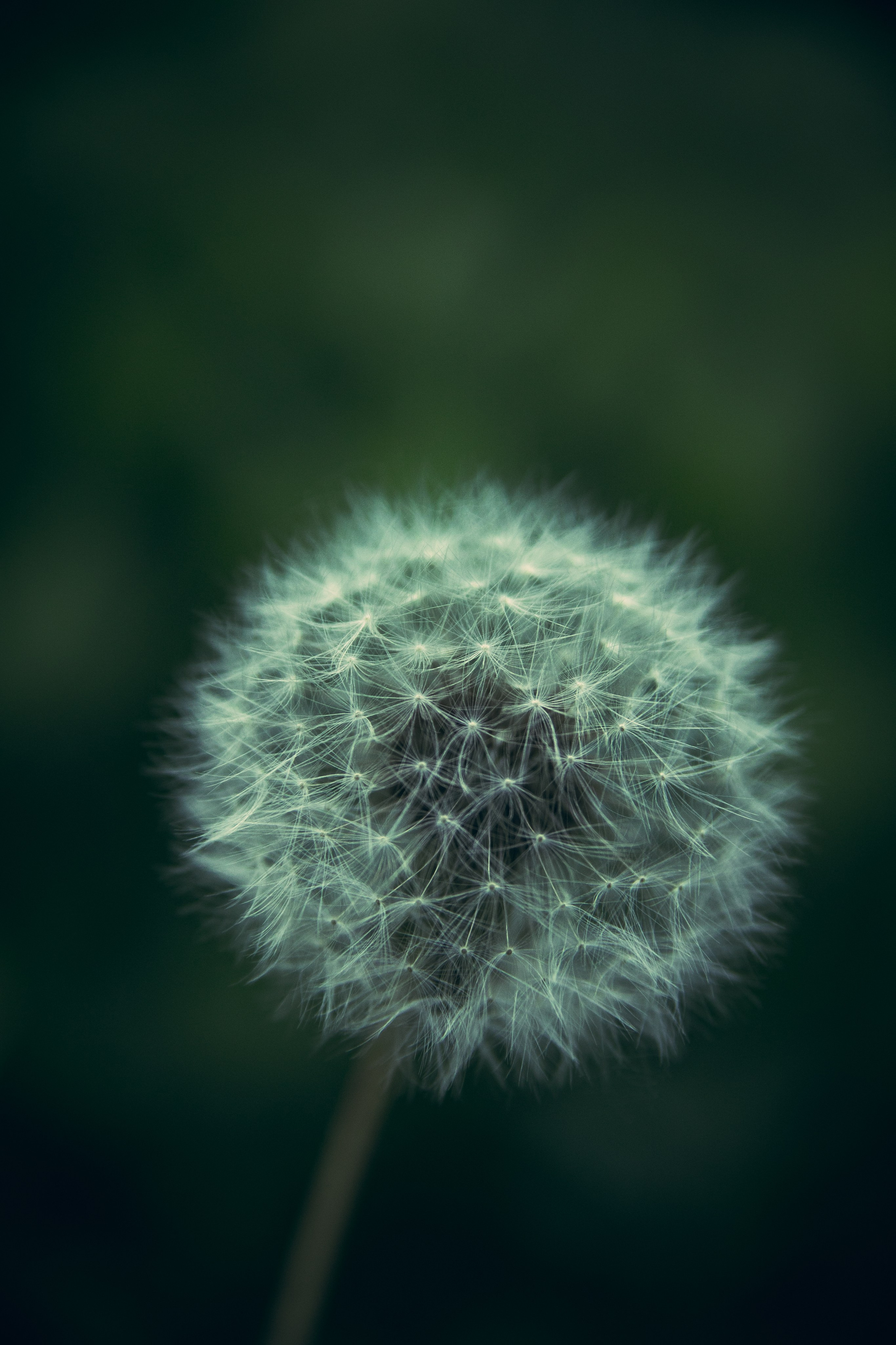 Природа. Darinishna Фэнтези-фотограф Хабаровск