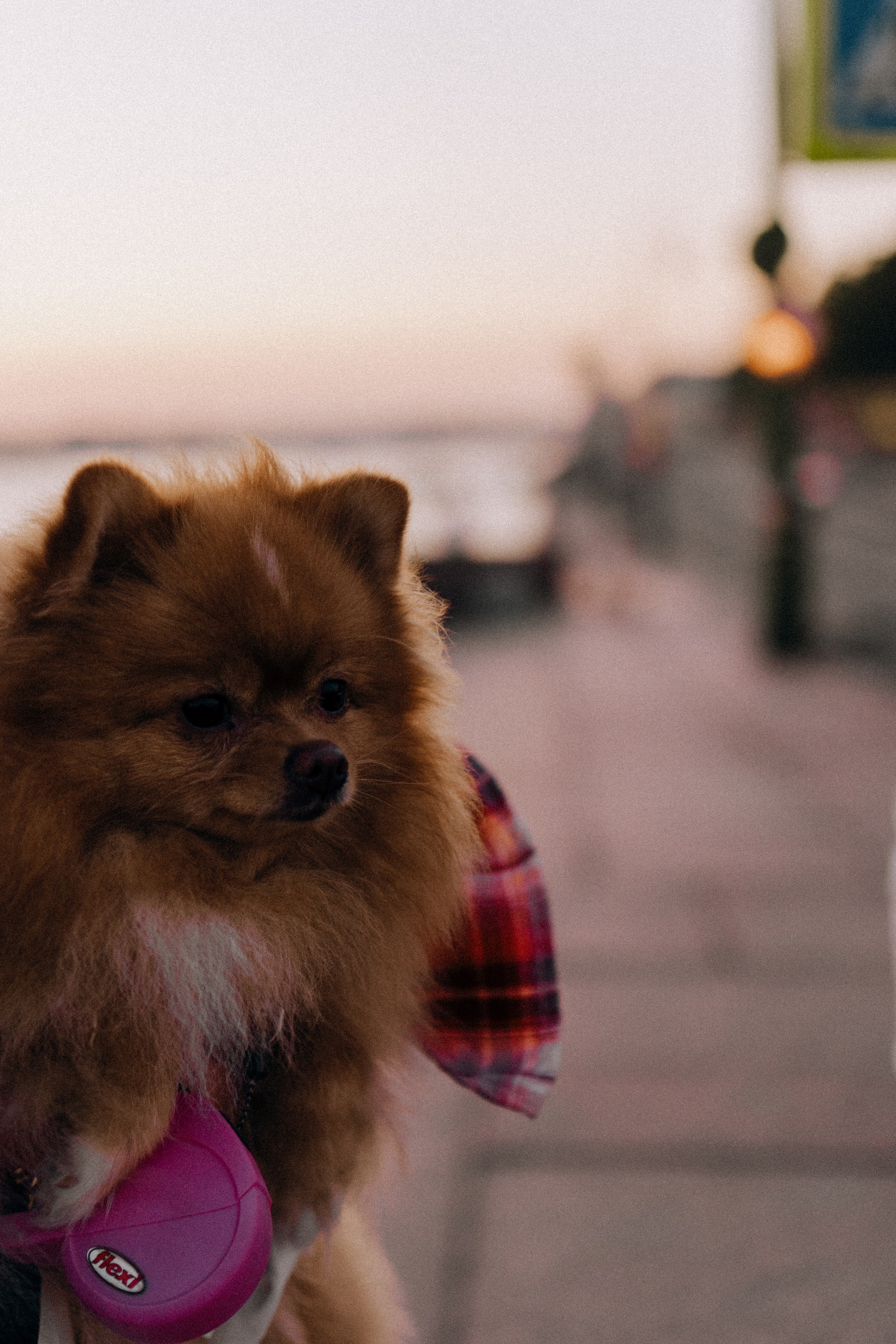 РАССВЕТНАЯ ИСТОРИЯ. Профессиональный фотограф, Санкт-Петербург — Виктория Богомолова
