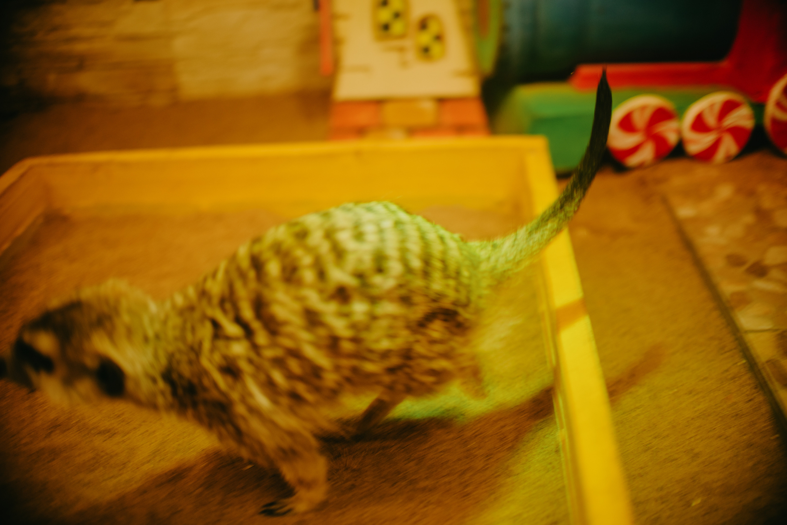 Backstage for BAZA| Кинотеатр «Смена». Контент фотограф Илья Урс