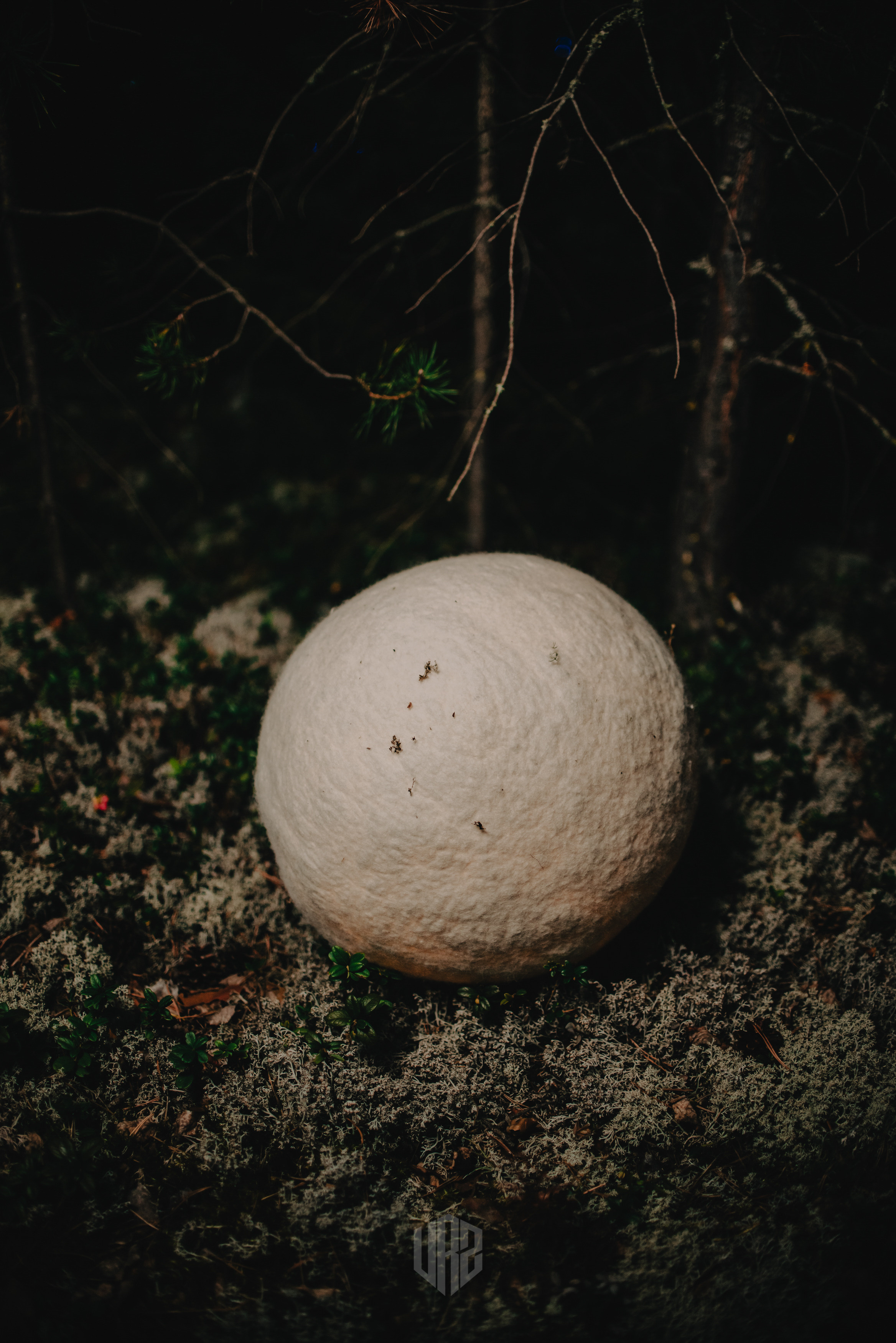 METADREAMS 2023. Контент фотограф Илья Урс