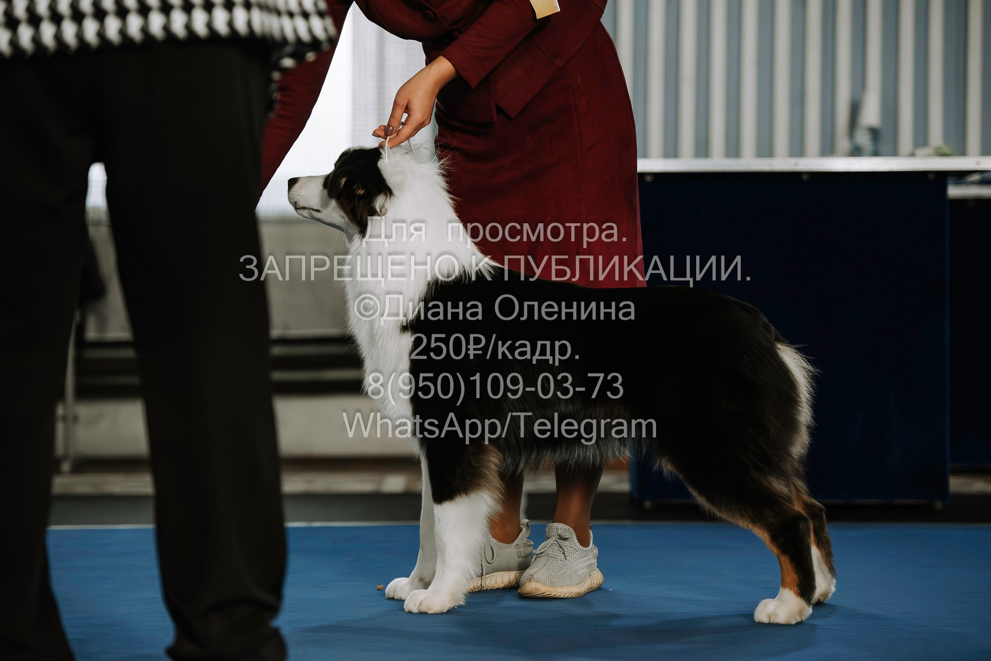 Выставка собак Красноярск 29.10.2023. Фотограф Диана Оленина Красноярск / Братск