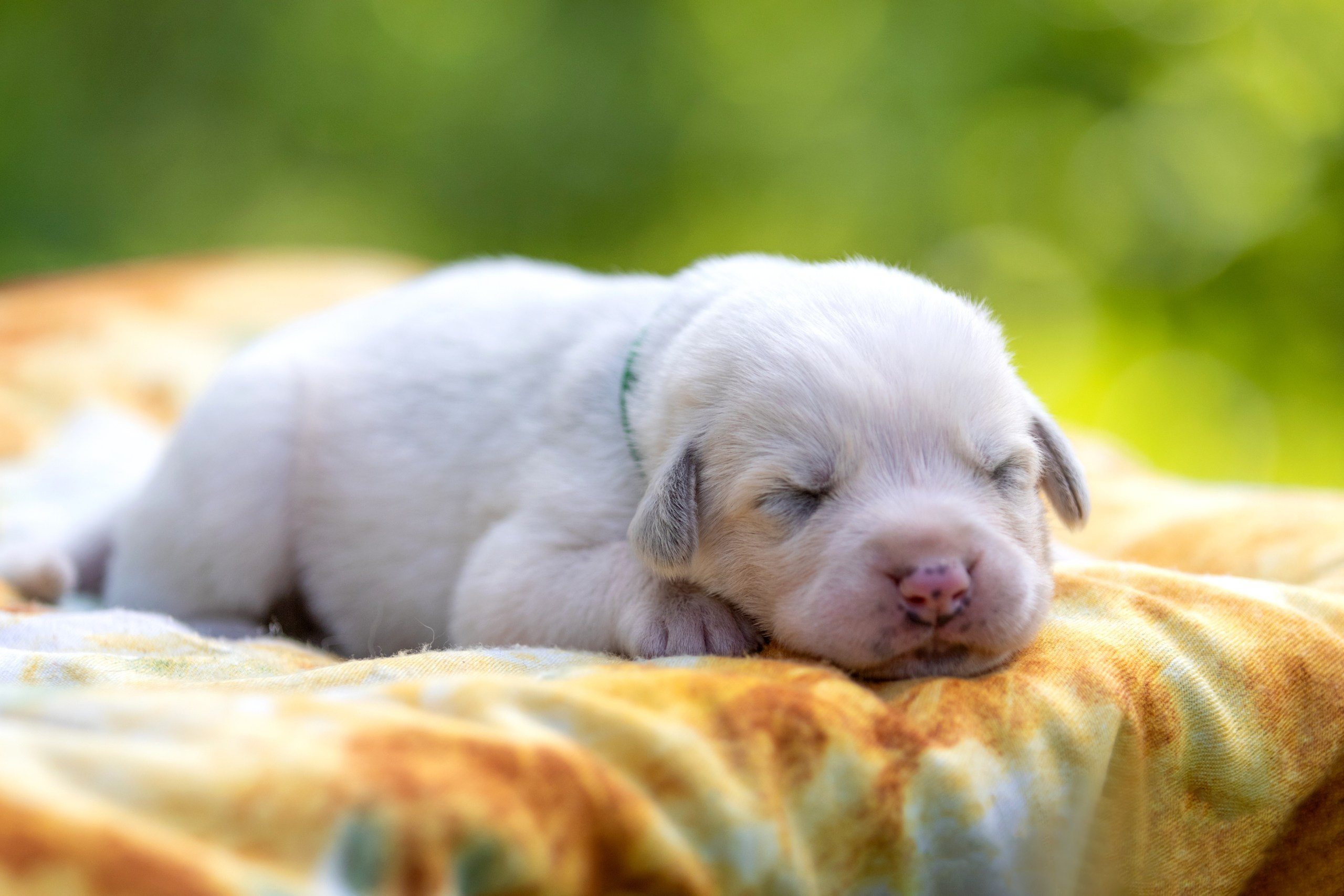 Щенки. Фотограф — анималист в Москве и области Ольга Петракова