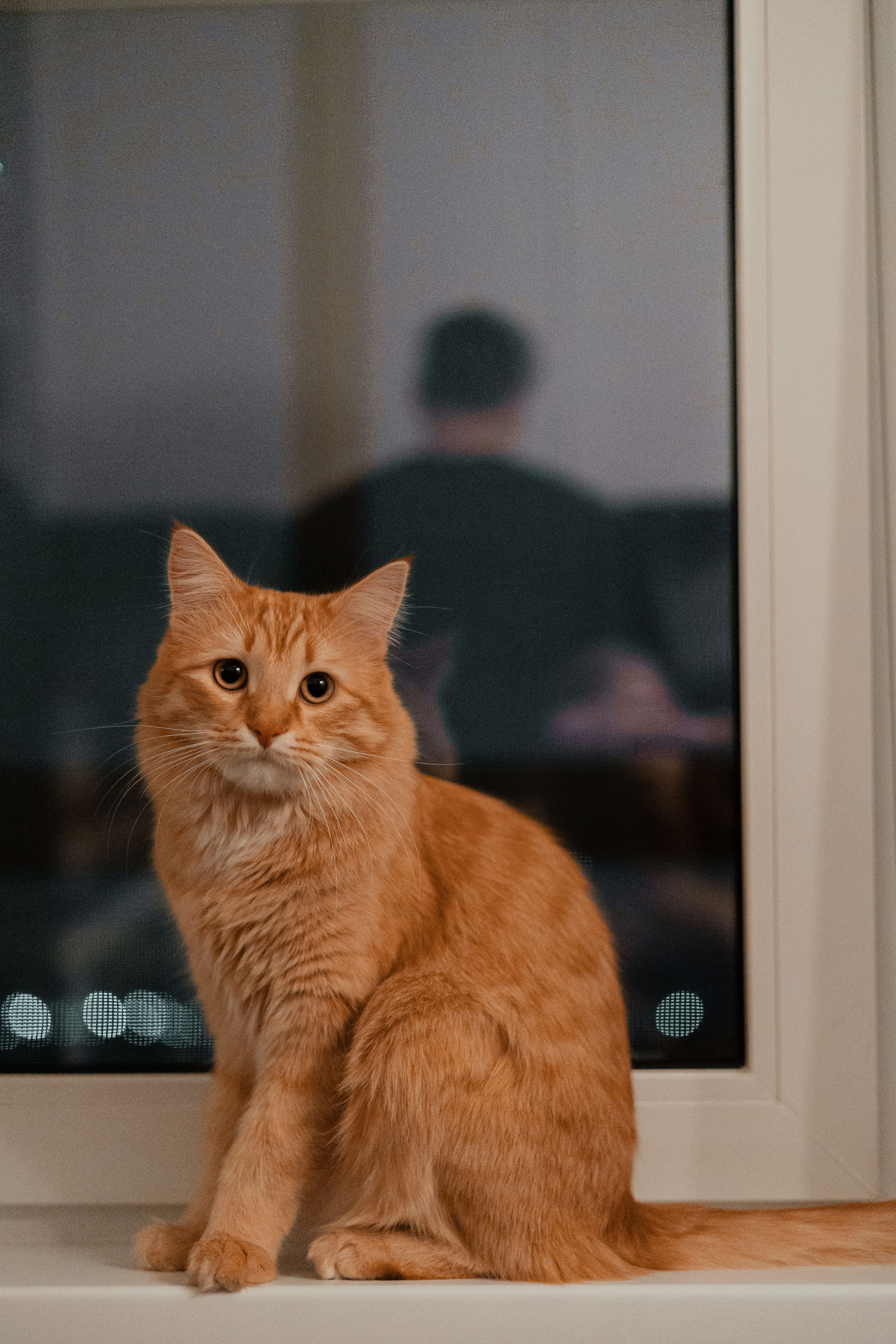 Рыжий Маффин, Алёна и Антон. Фотограф Анималист Екатерина Справцева в Нижнем Новгороде