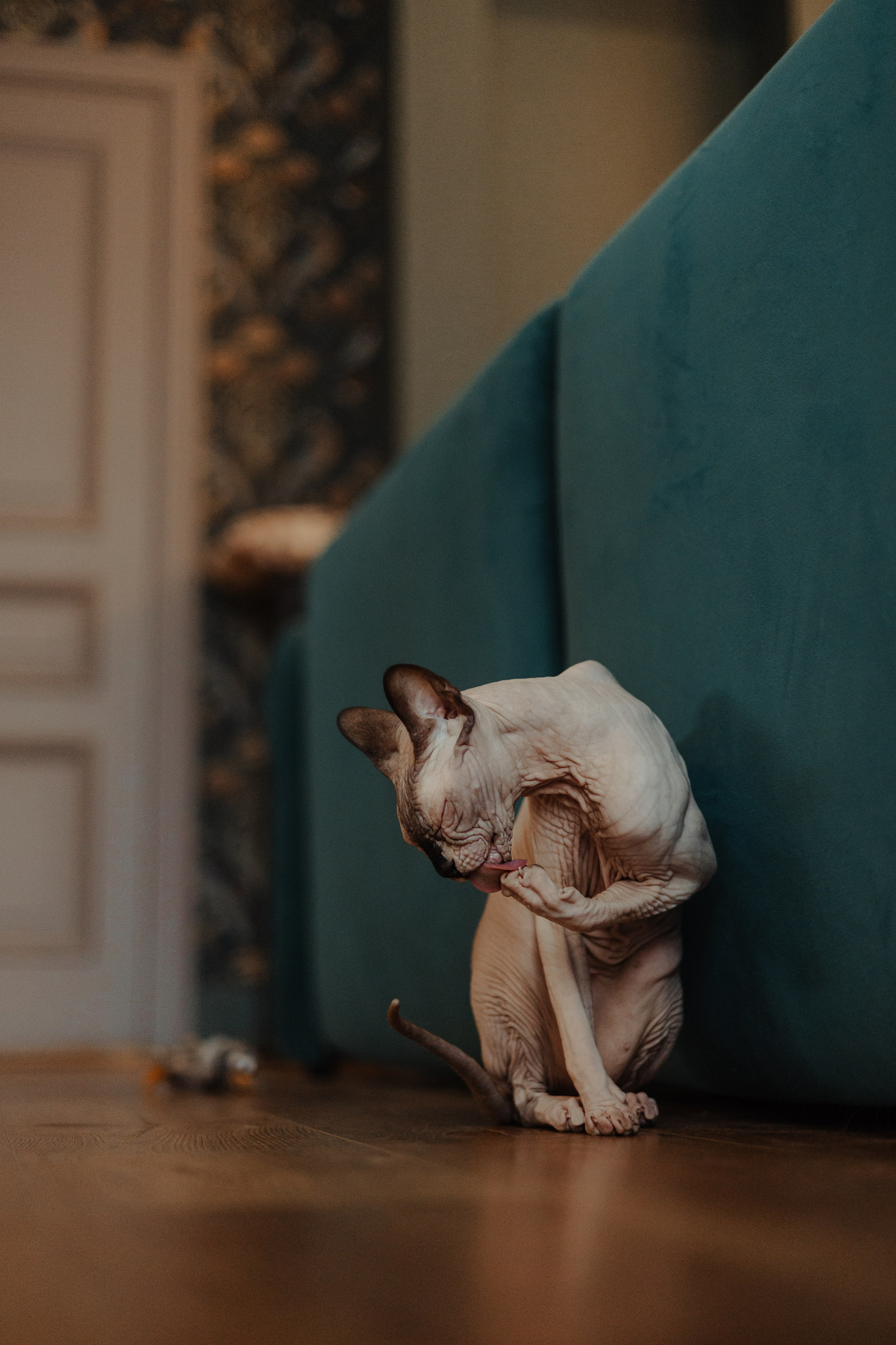 Алина, Илья и их хвосты. Фотограф Анималист Екатерина Справцева в Нижнем Новгороде