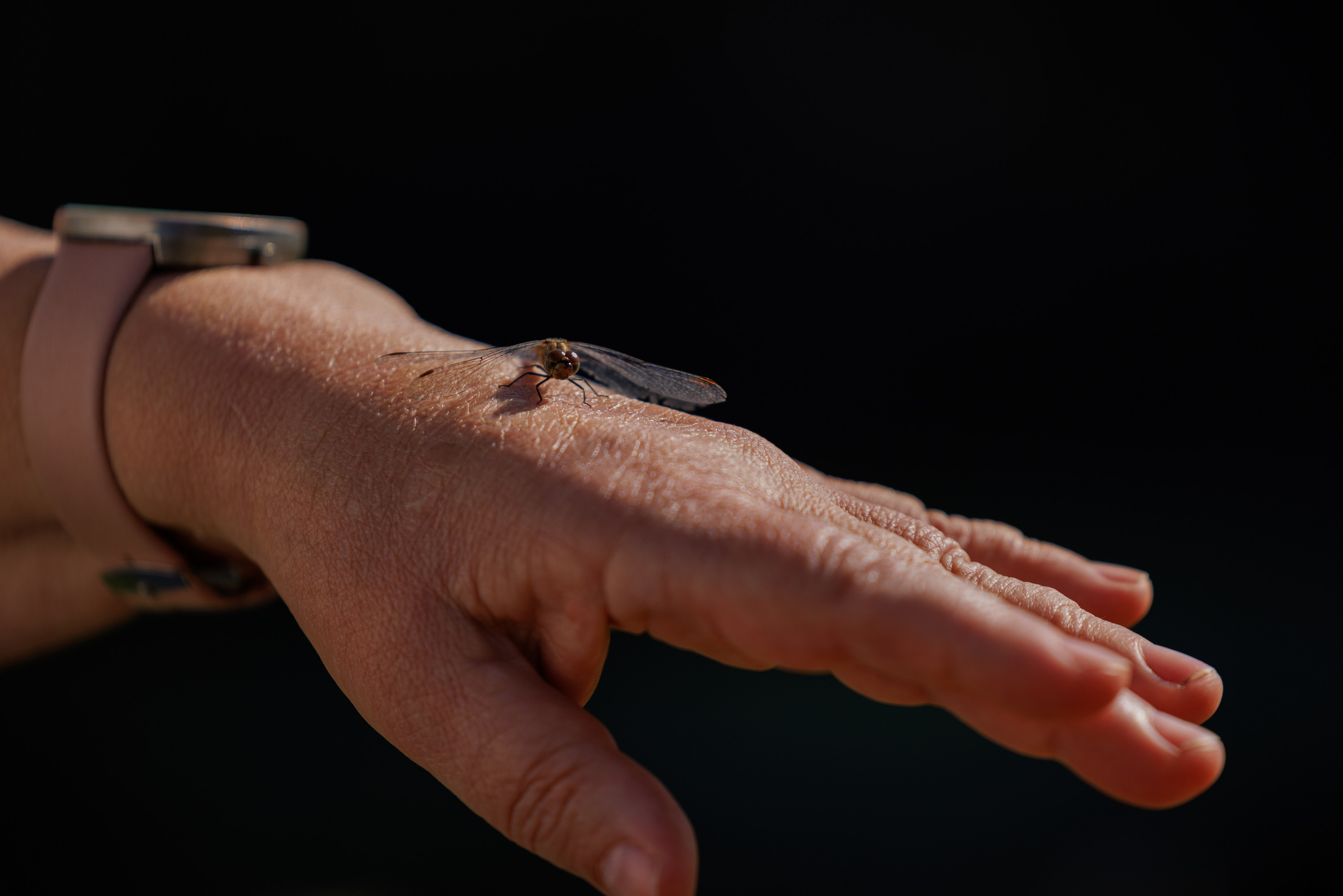 Зеленоград 13.09.2025. Фотограф-анималист Юлия Германика