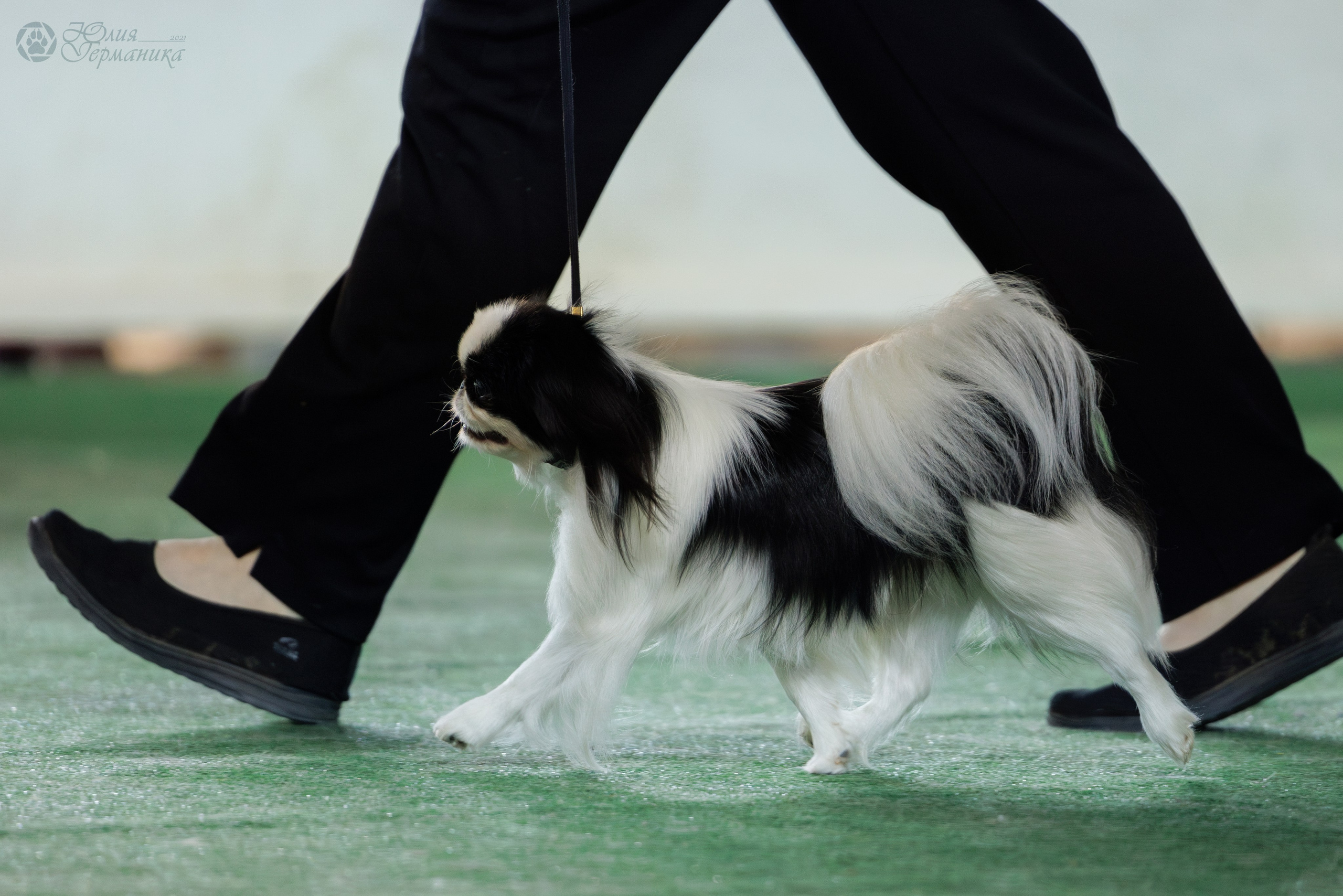 Грузия,Телави 2хCACIB 19-20.10.2024. Фотограф-анималист Юлия Германика