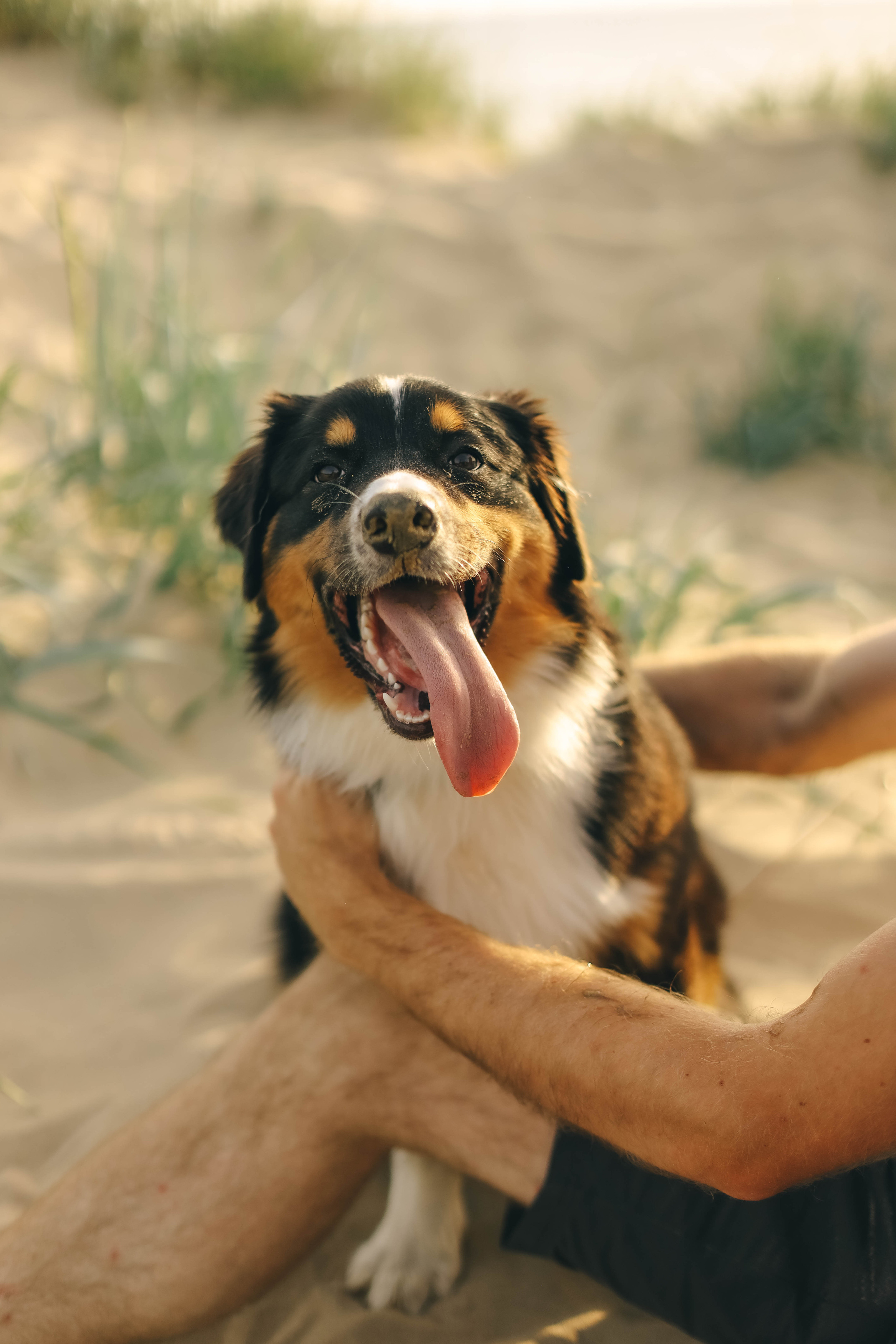 Юля, Женя и Гром. Семейный фотограф Анапа