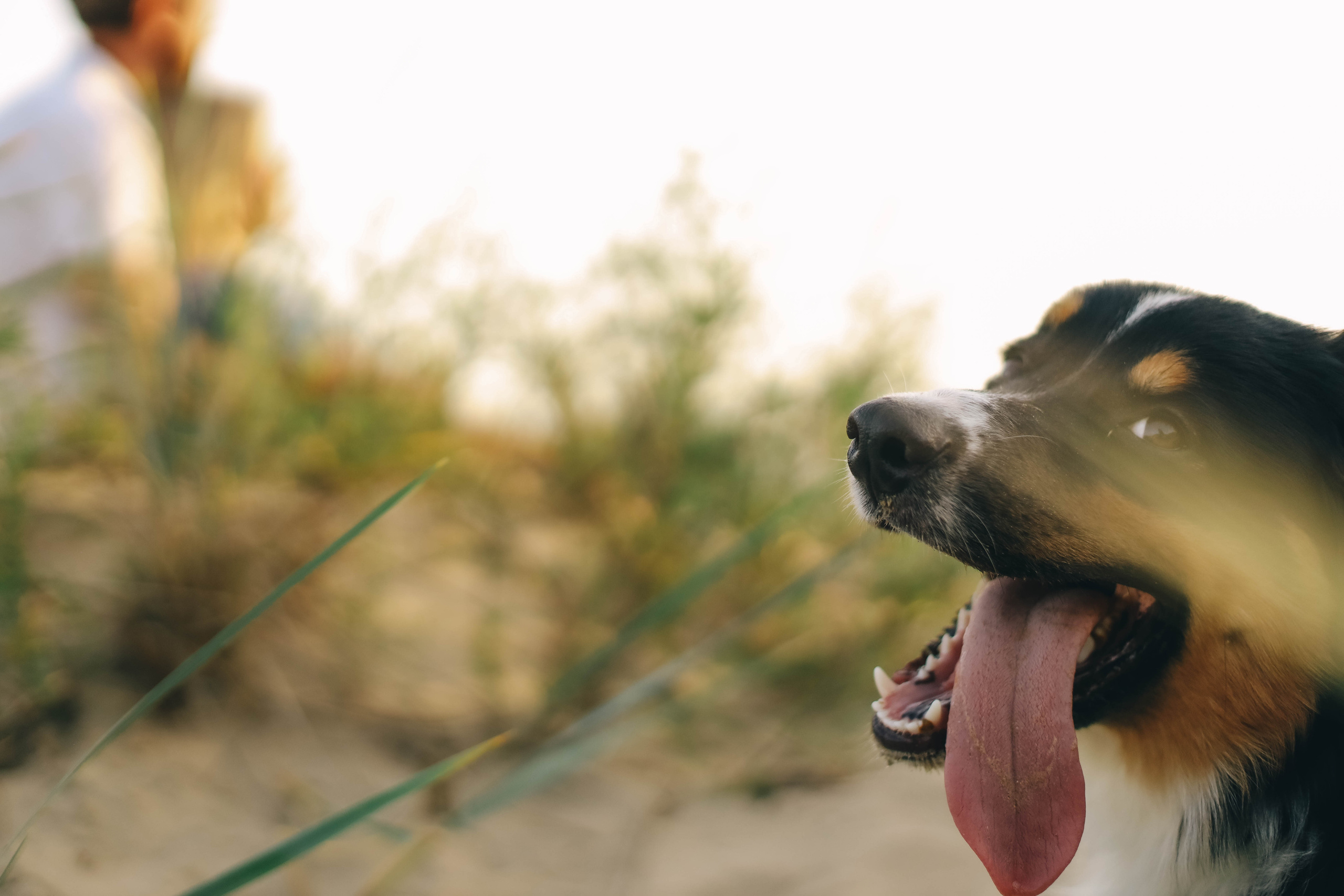 Юля, Женя и Гром. Семейный фотограф Анапа