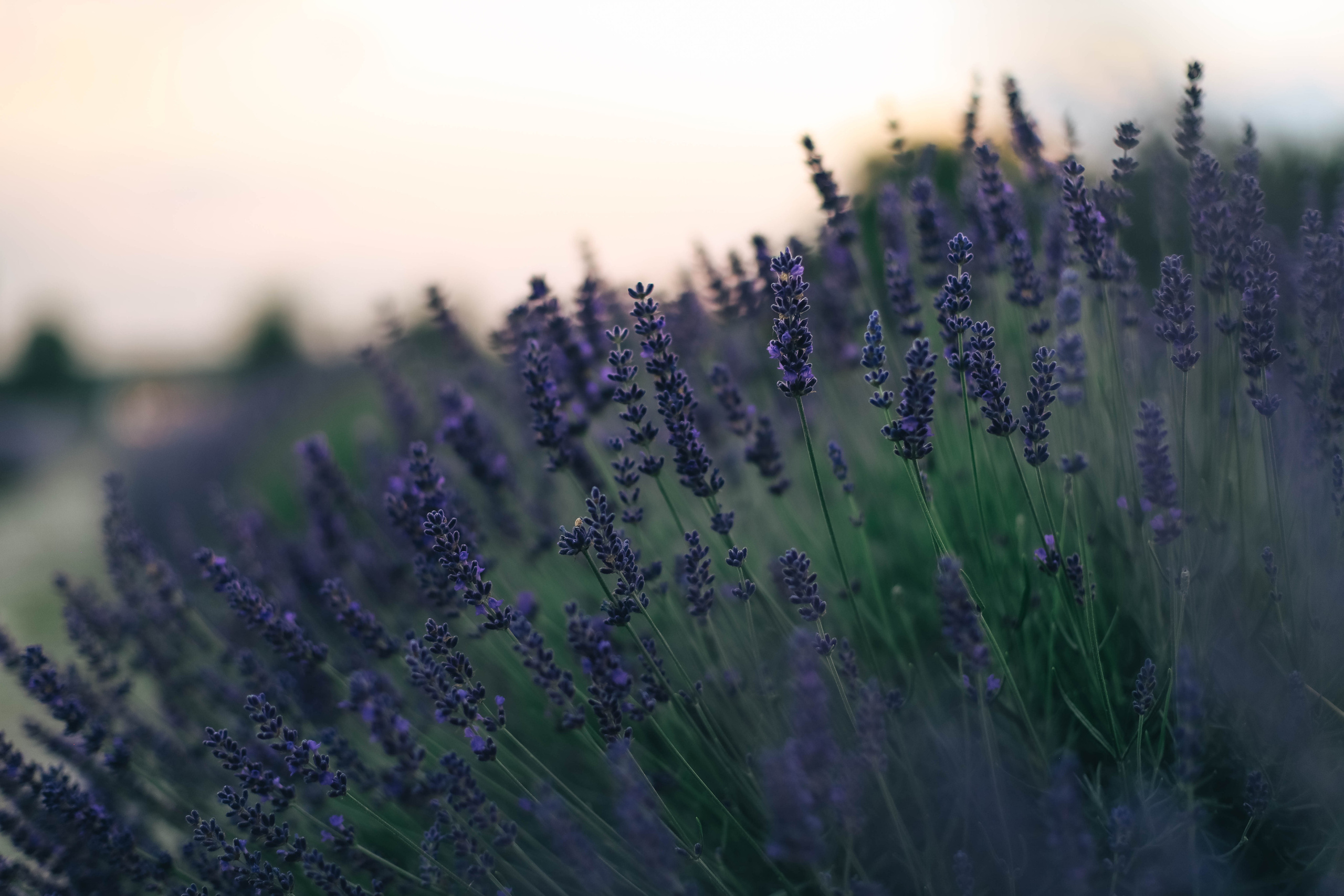 Юля и Слава в Мейзон. Семейный фотограф Анапа