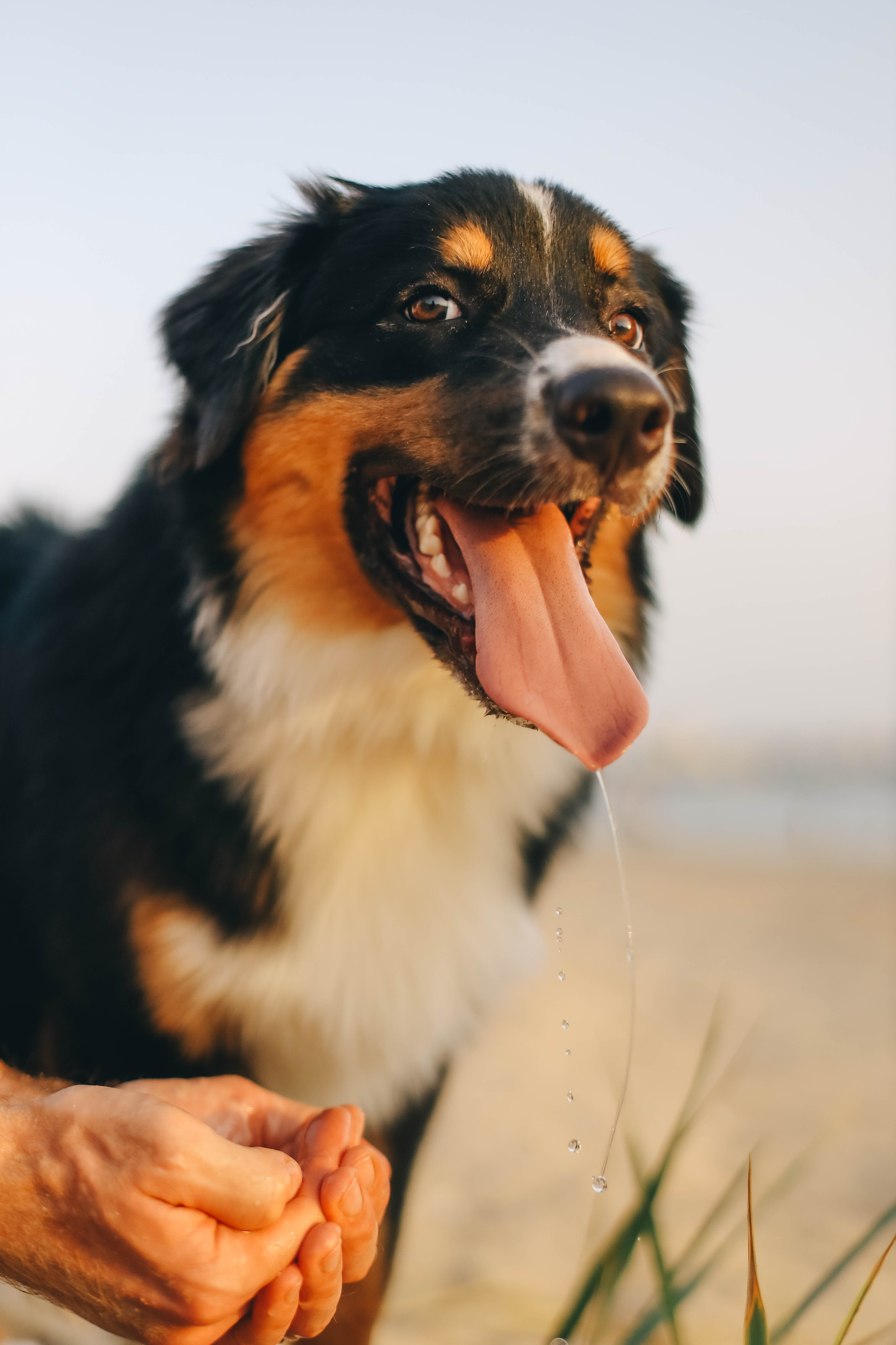 Юля, Женя и Гром. Семейный фотограф Анапа