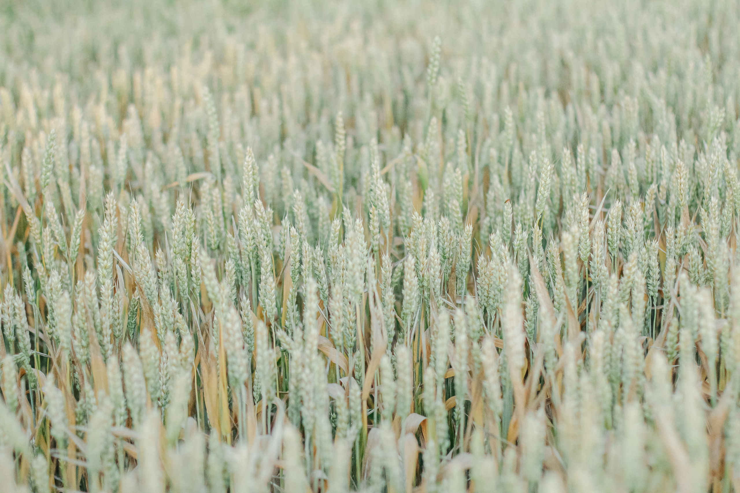 Анжелика и Дима. Семейный фотограф Анапа