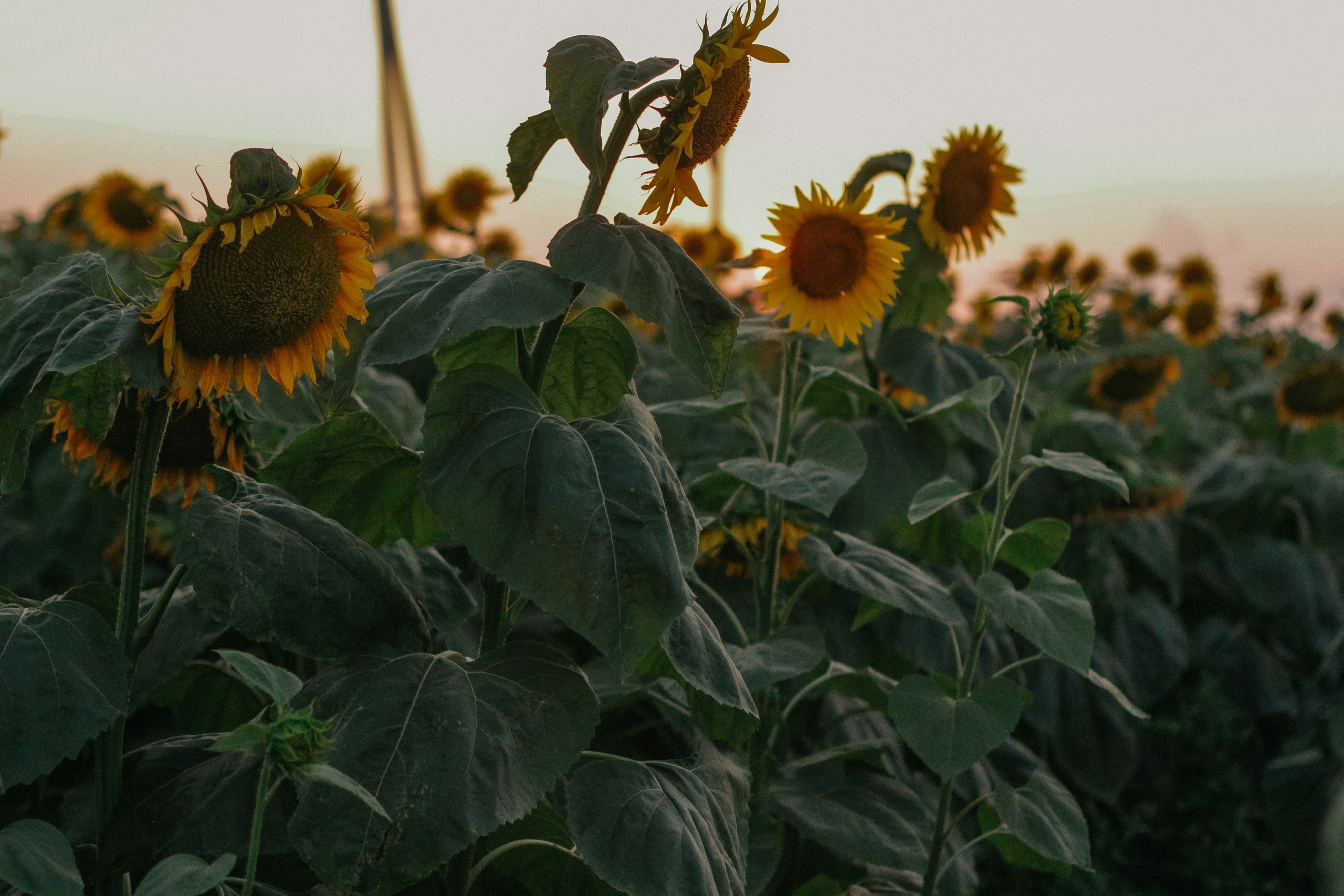 Яна, Артем и Тимоша. Семейный фотограф Анапа