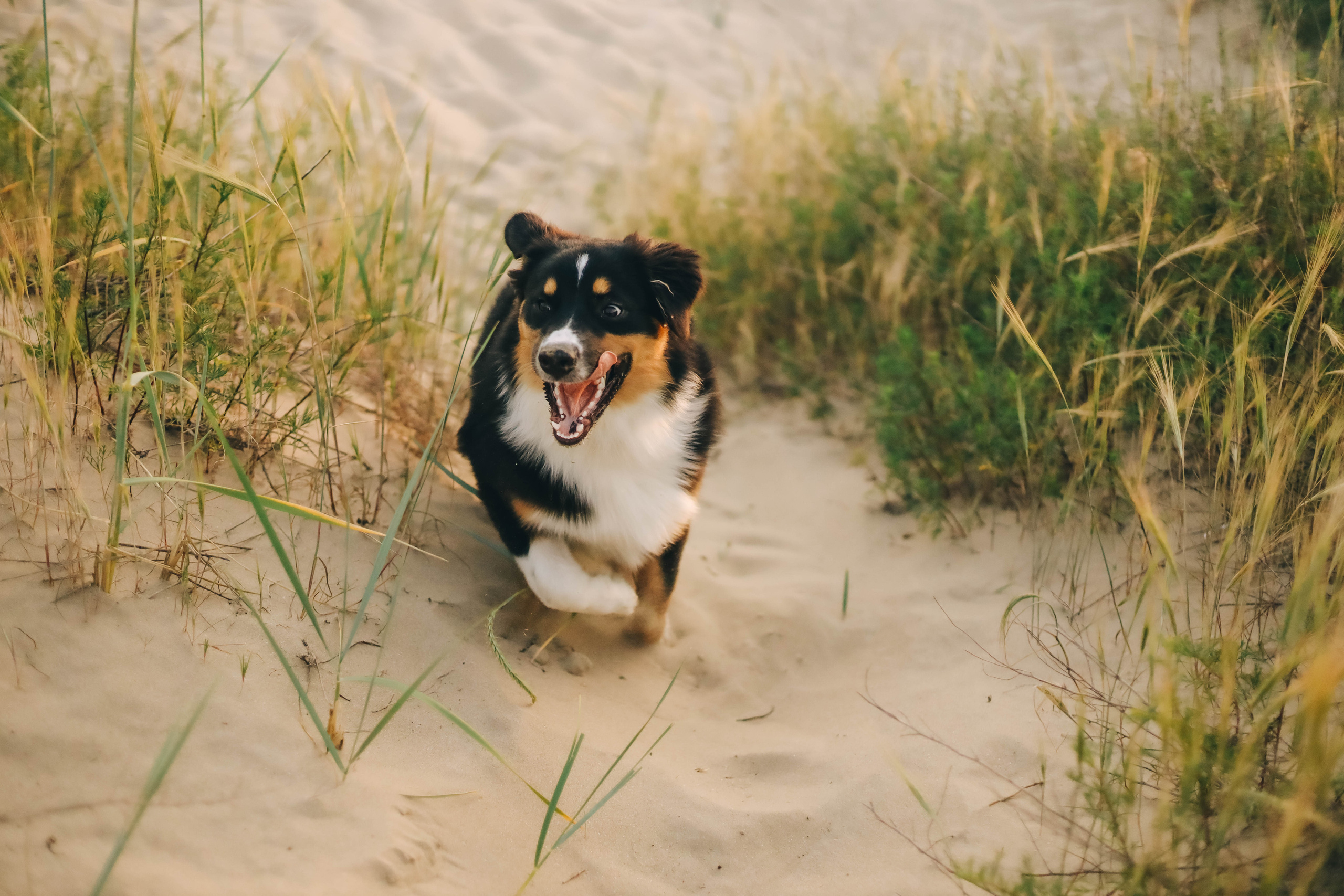Юля, Женя и Гром. Семейный фотограф Анапа