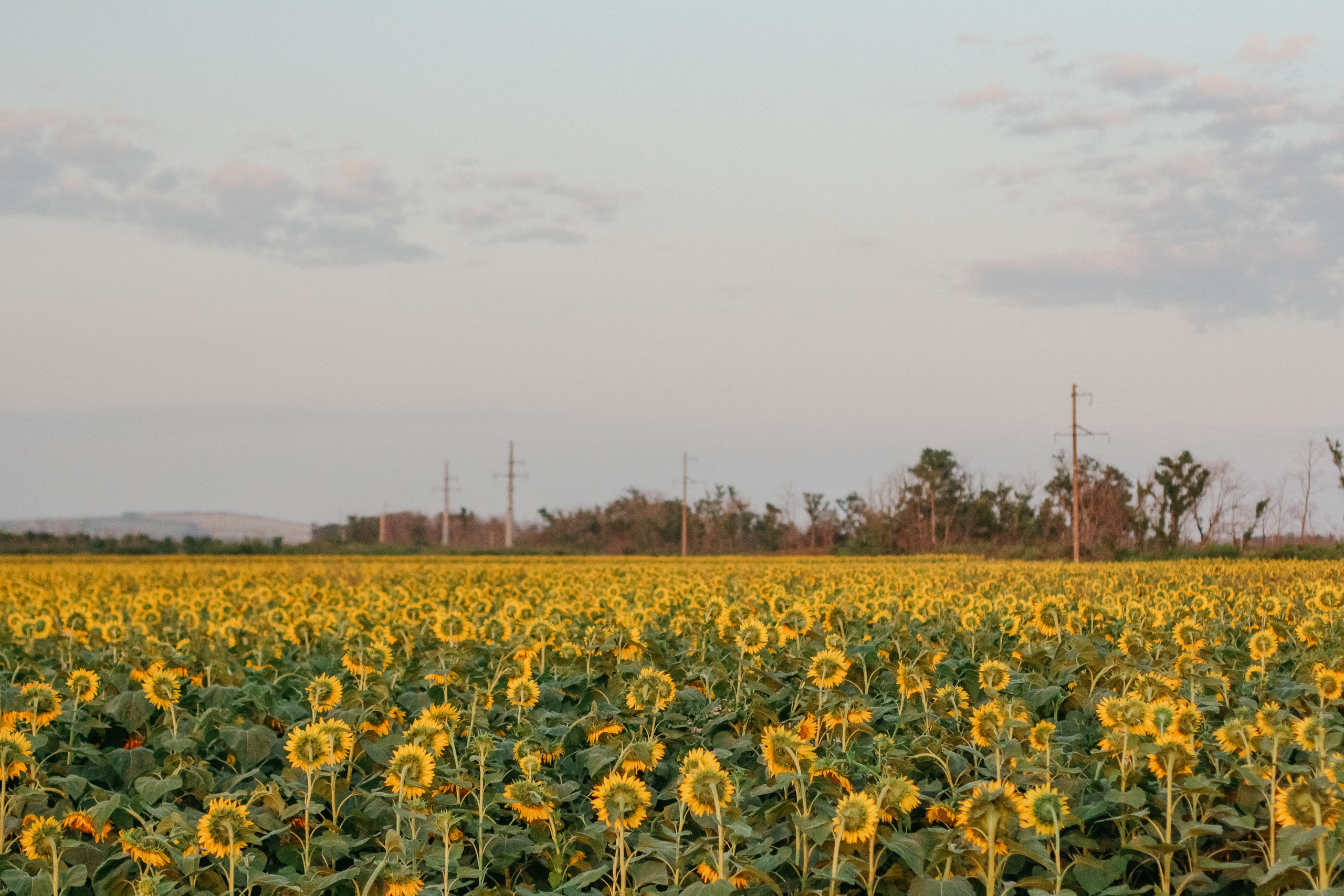 Яна, Артем и Тимоша. Семейный фотограф Анапа
