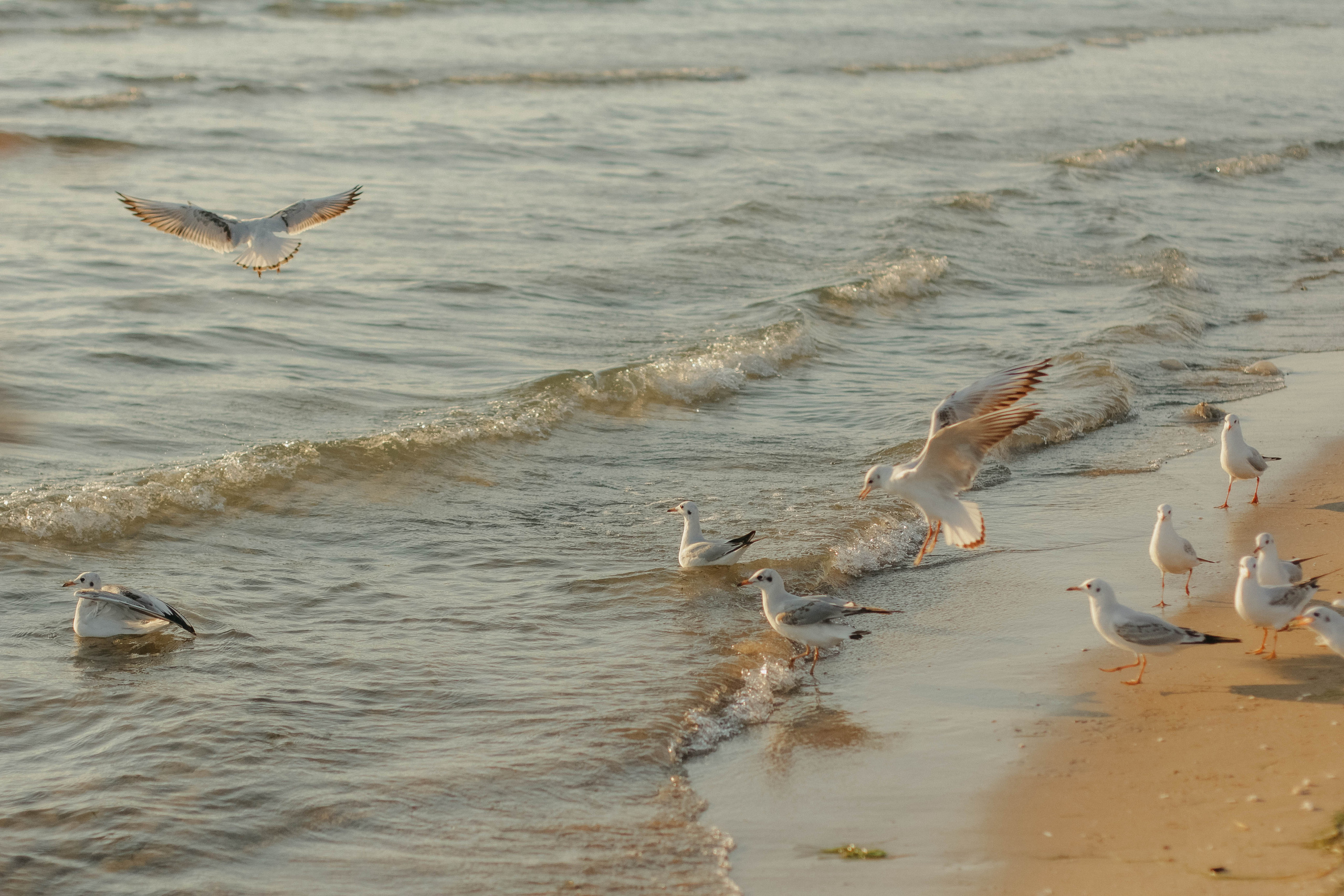 Вера, Алексей, Лев и Даша. Семейный фотограф Анапа