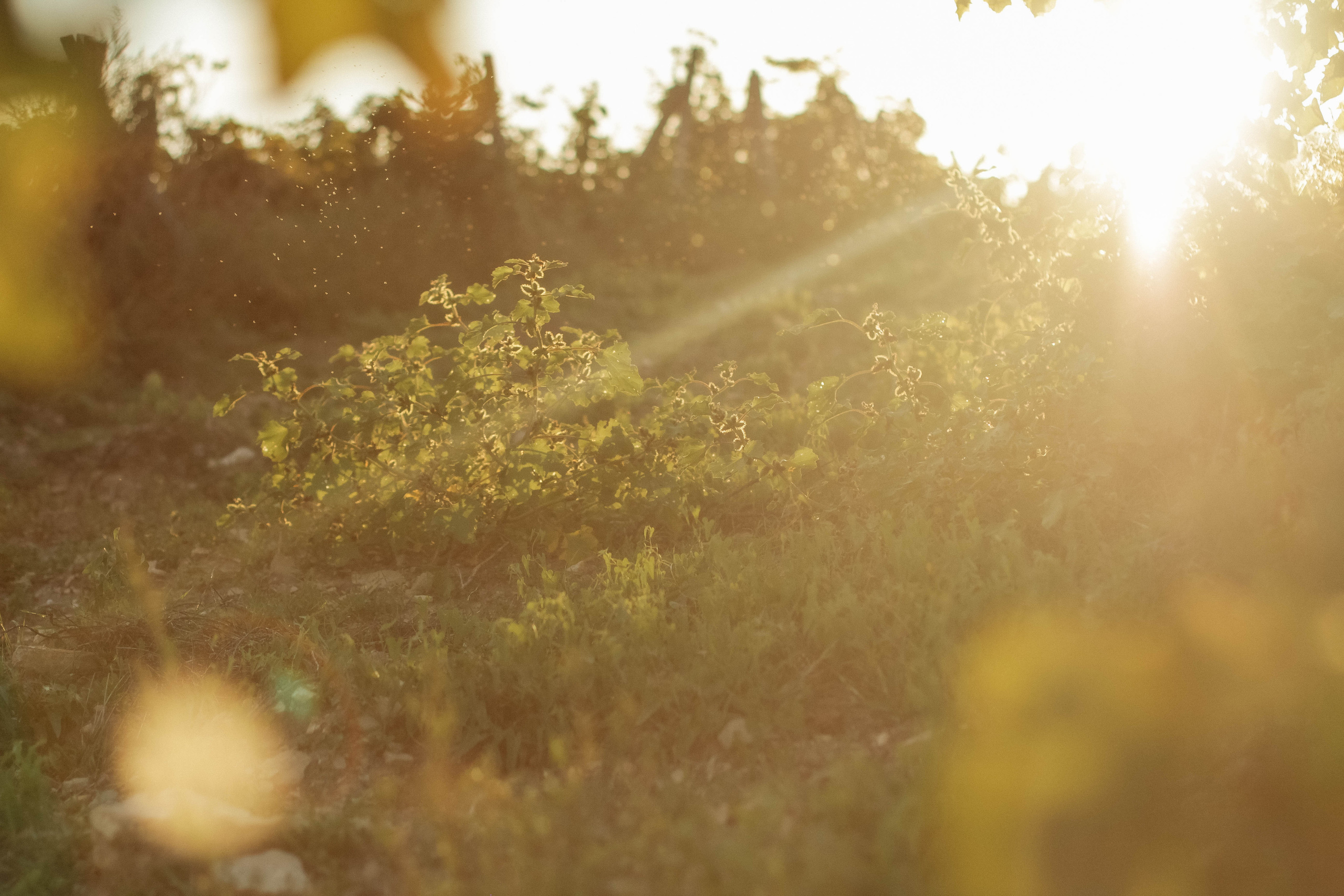 Рената, Алексей и Алиса. Семейный фотограф Анапа
