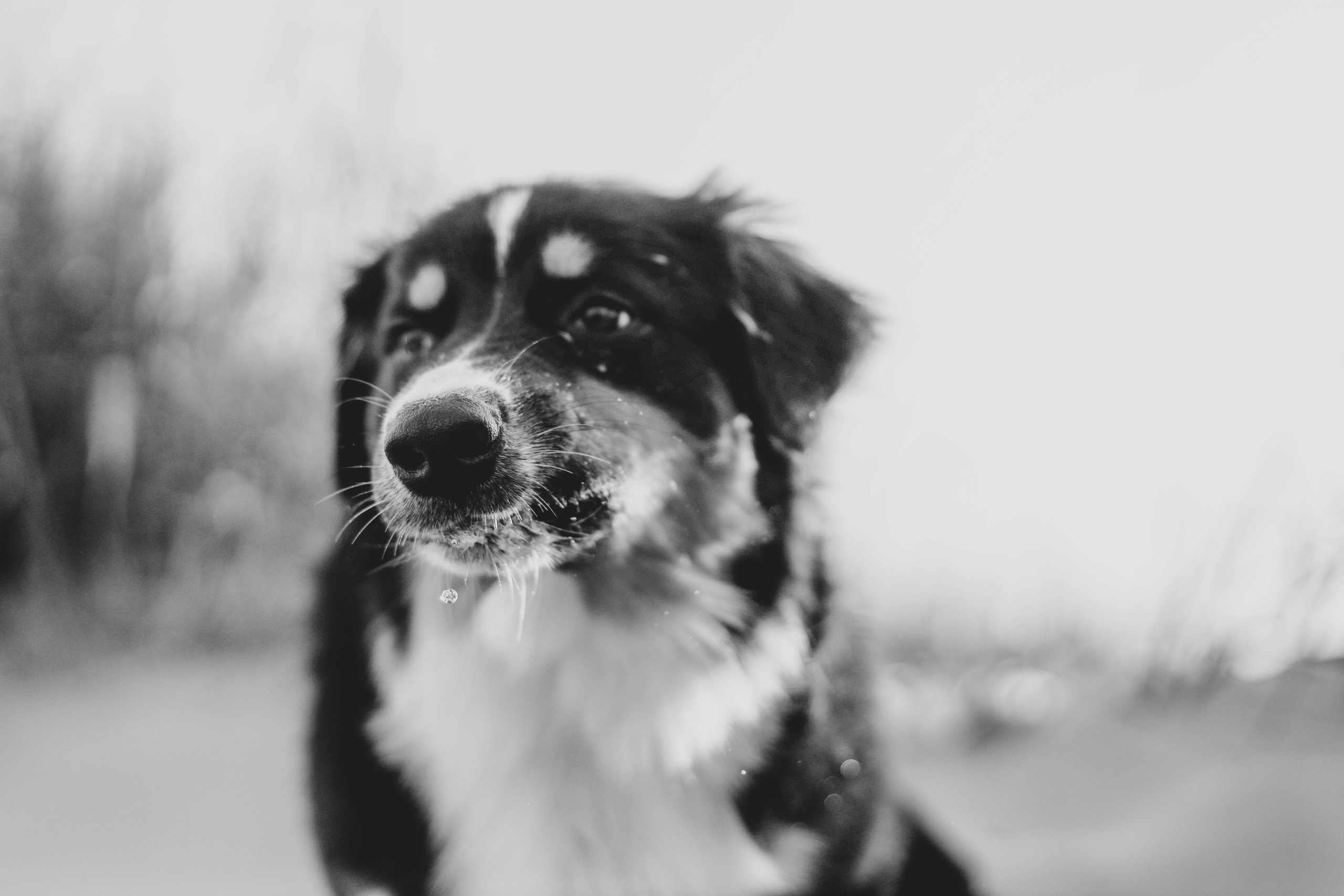 Юля, Женя и Гром. Семейный фотограф Анапа