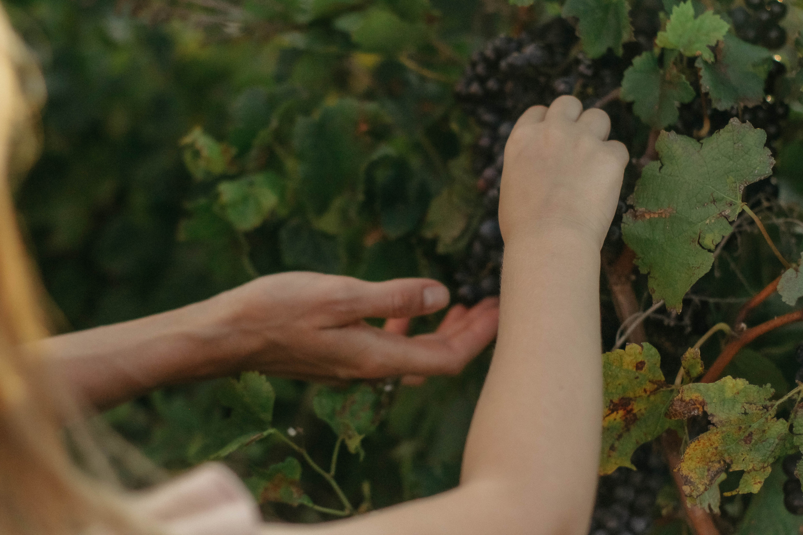 Рената, Алексей и Алиса. Семейный фотограф Анапа