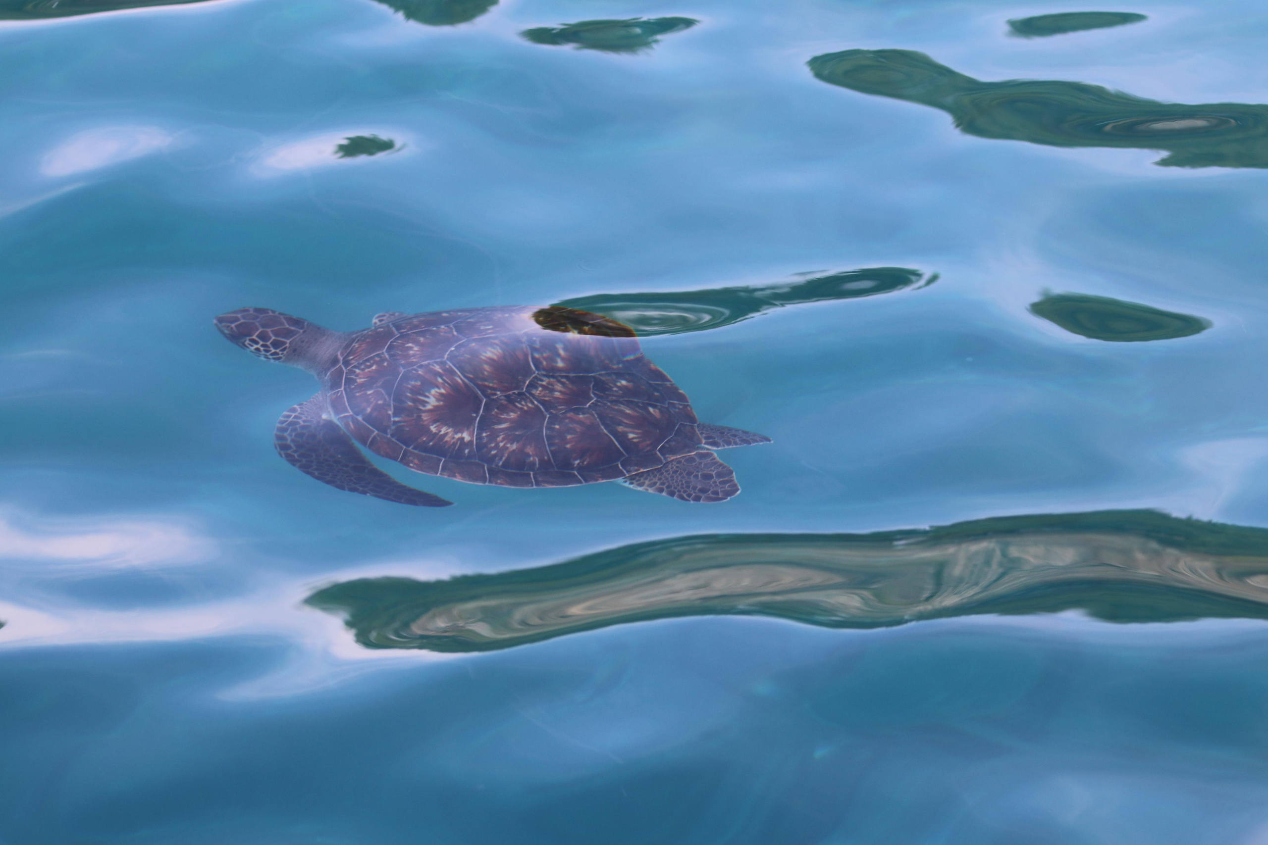 Турция. Чиралы. Ноябрь 2021. Путешественник-фотограф из Санкт-Петербурга Татьяна Свистулина