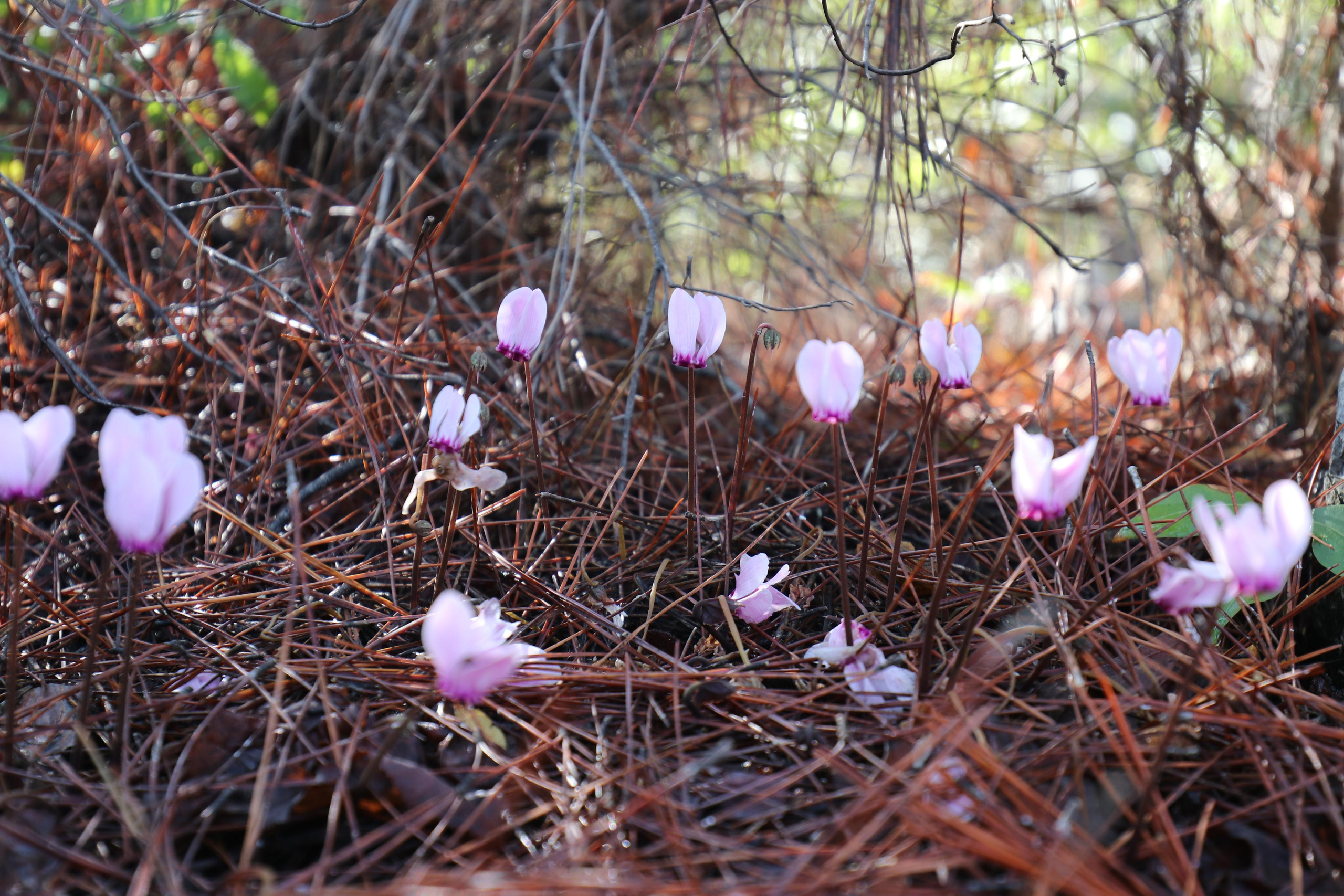 Турция. Чиралы. Ноябрь 2021. Путешественник-фотограф из Санкт-Петербурга Татьяна Свистулина