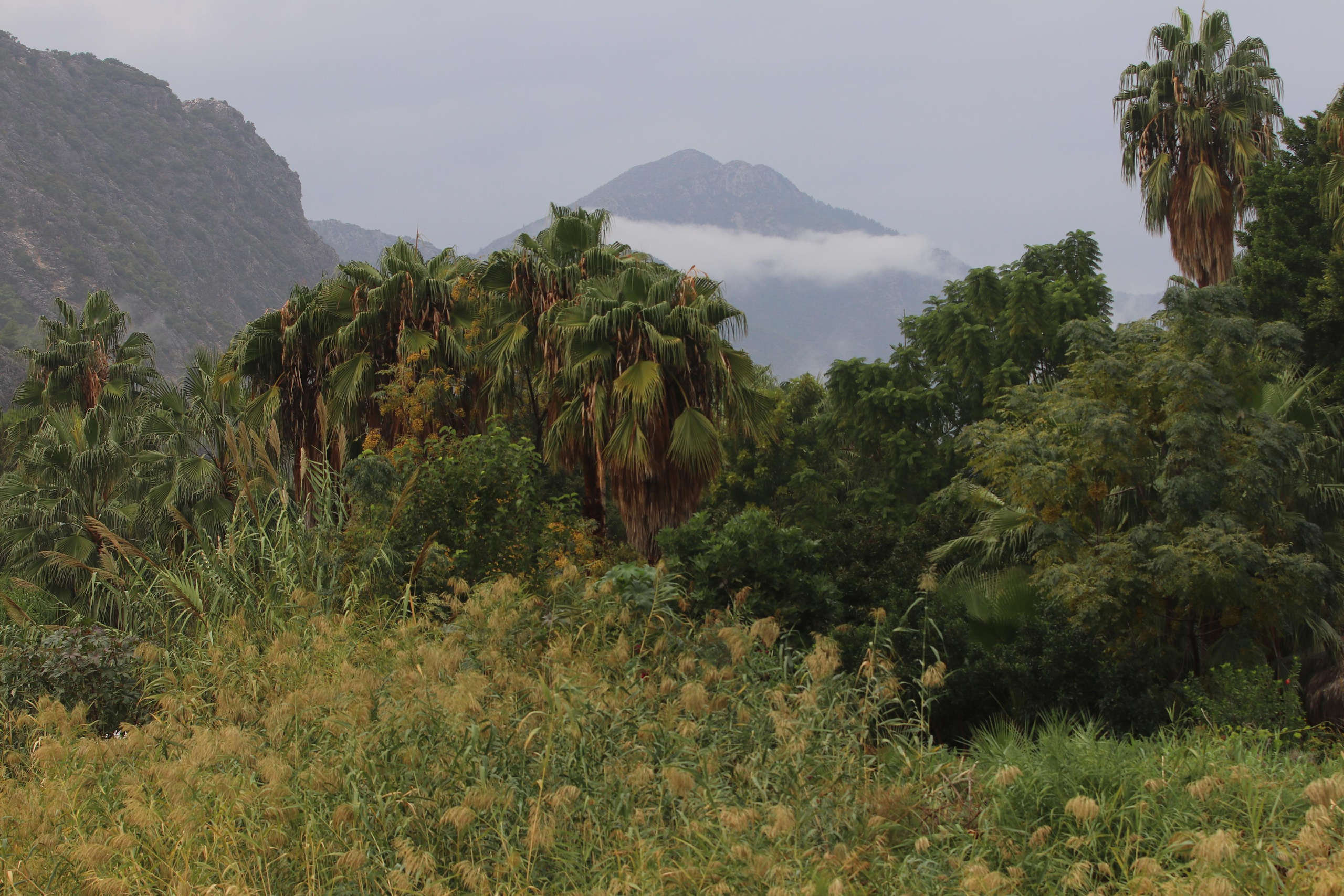 Турция. Чиралы. Ноябрь 2021. Путешественник-фотограф из Санкт-Петербурга Татьяна Свистулина