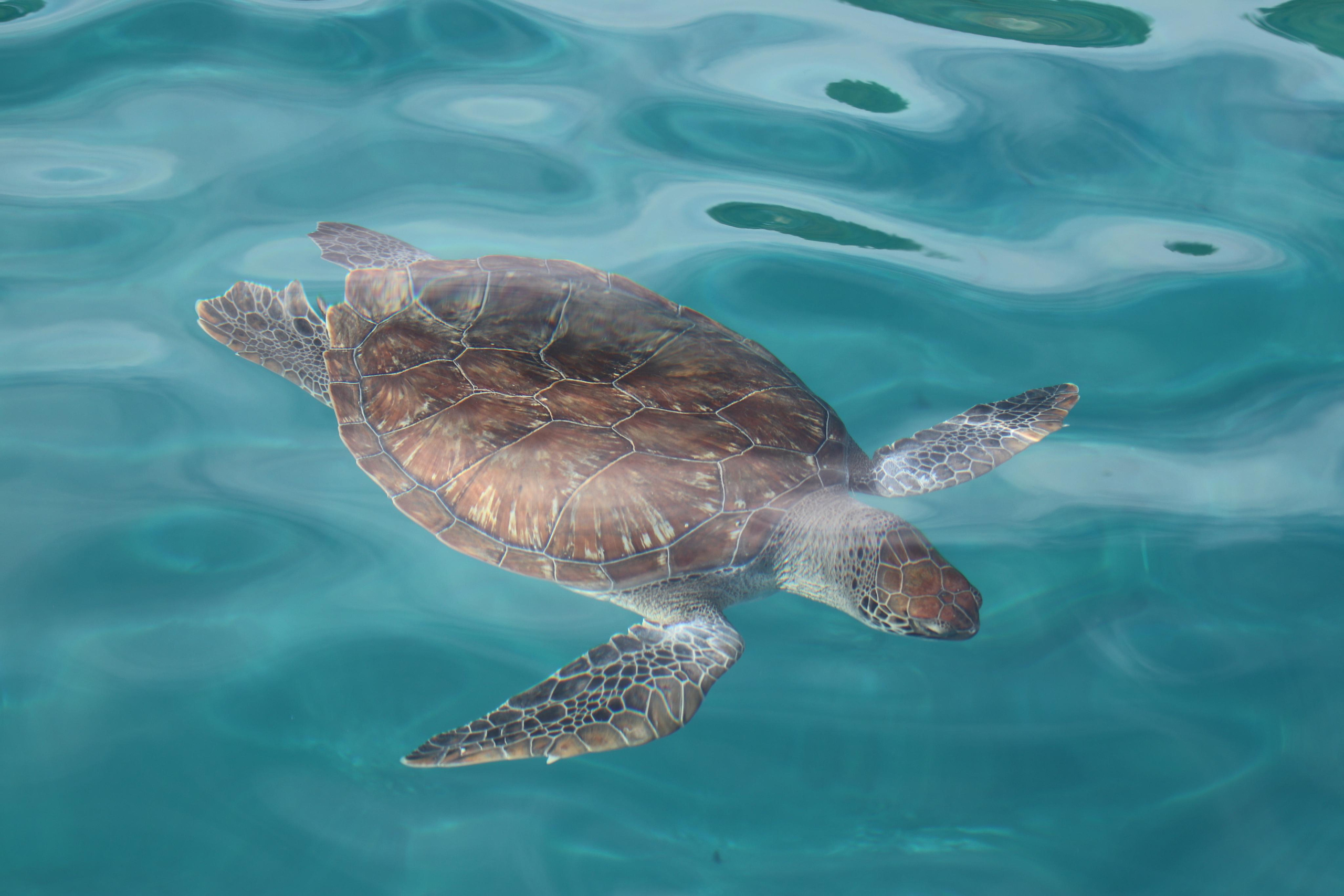 Турция. Чиралы. Ноябрь 2021. Путешественник-фотограф из Санкт-Петербурга Татьяна Свистулина