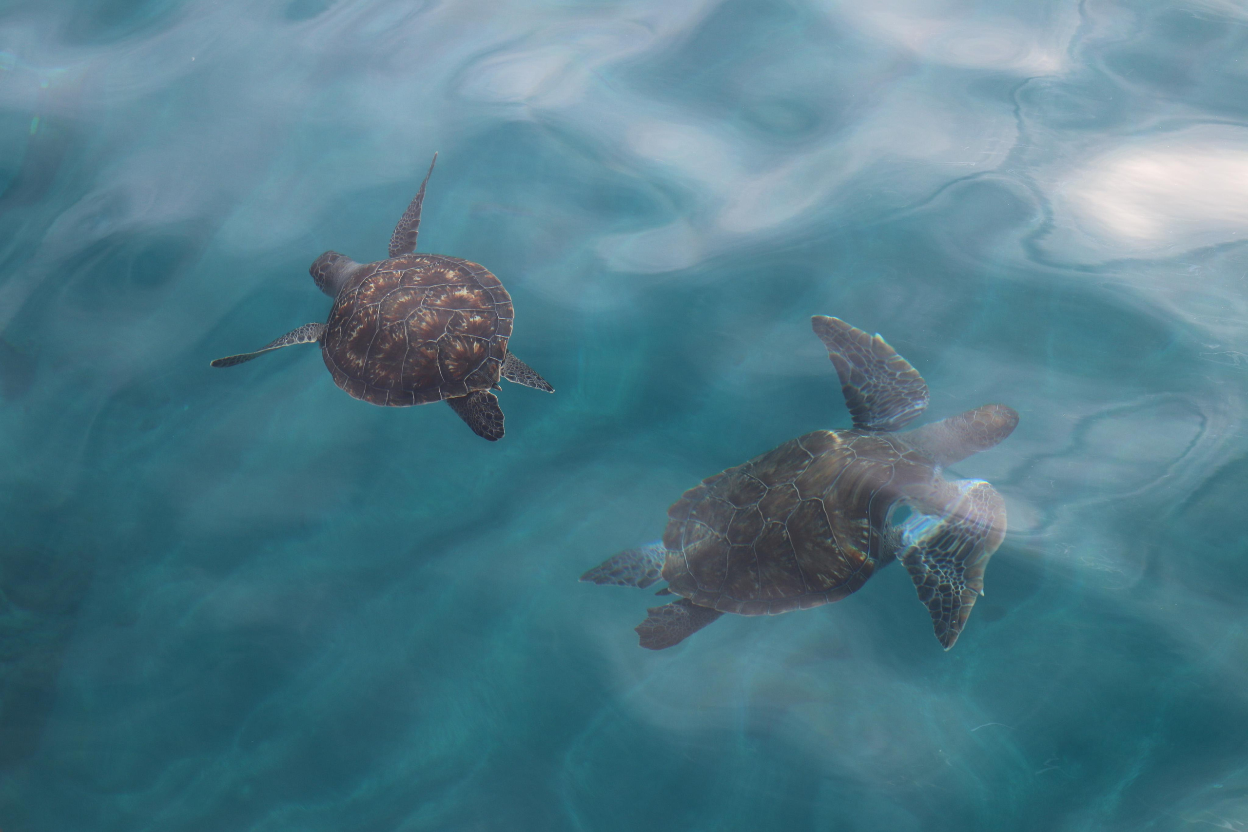 Турция. Чиралы. Ноябрь 2021. Путешественник-фотограф из Санкт-Петербурга Татьяна Свистулина