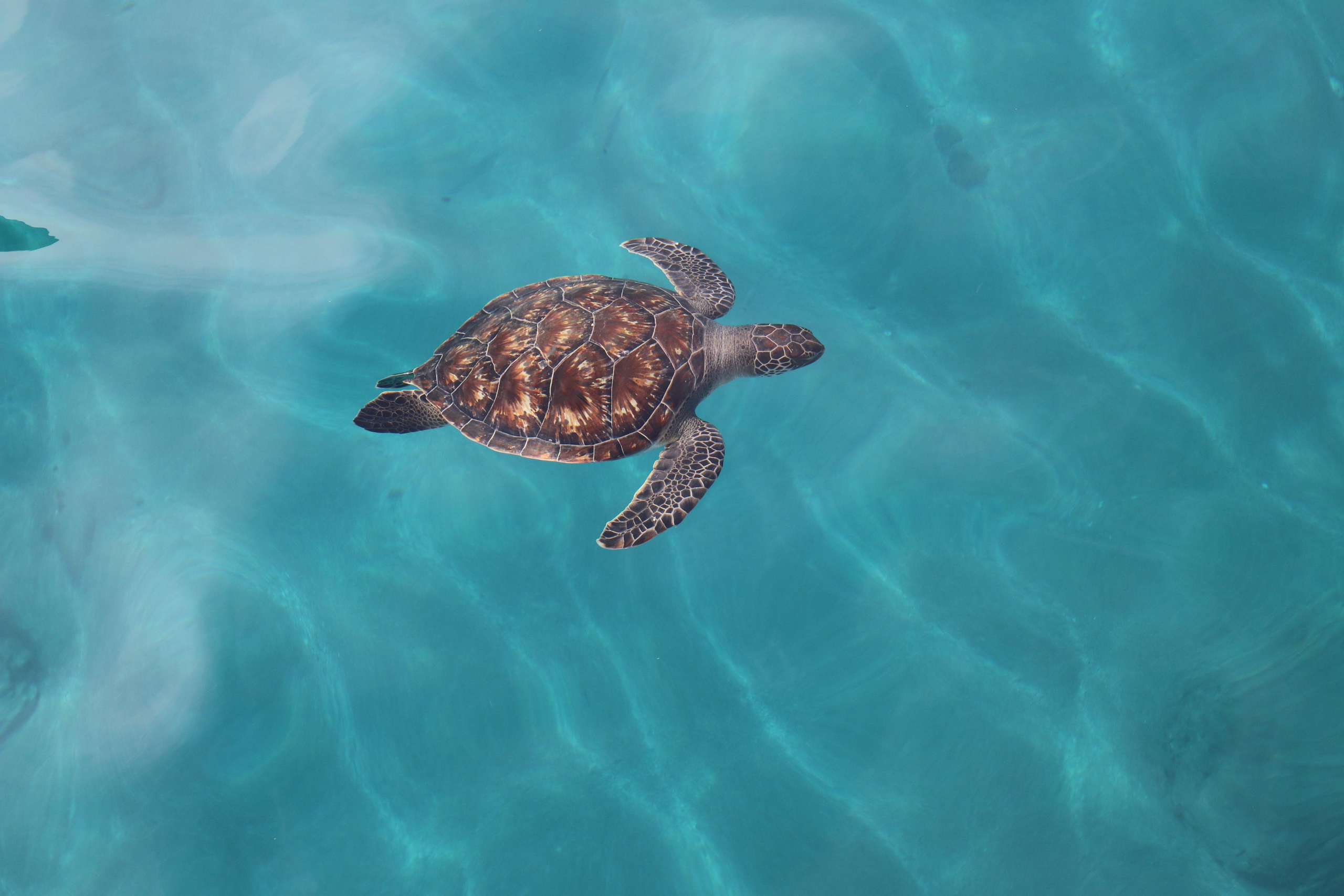 Турция. Чиралы. Ноябрь 2021. Путешественник-фотограф из Санкт-Петербурга Татьяна Свистулина