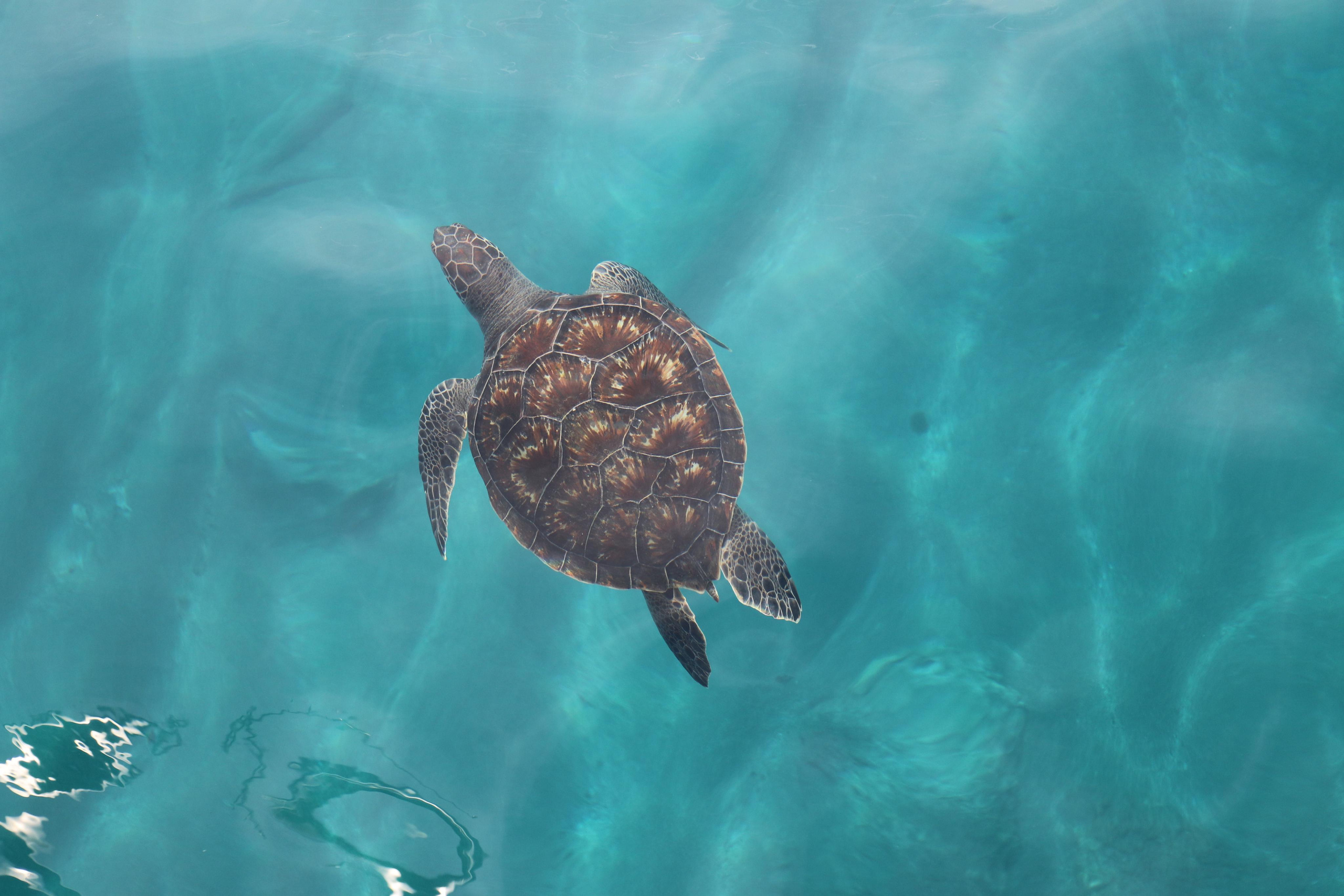 Турция. Чиралы. Ноябрь 2021. Путешественник-фотограф из Санкт-Петербурга Татьяна Свистулина