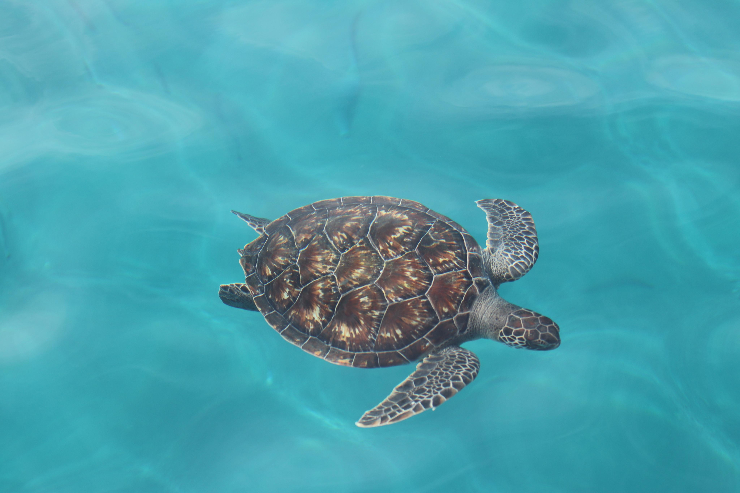 Турция. Чиралы. Ноябрь 2021. Путешественник-фотограф из Санкт-Петербурга Татьяна Свистулина