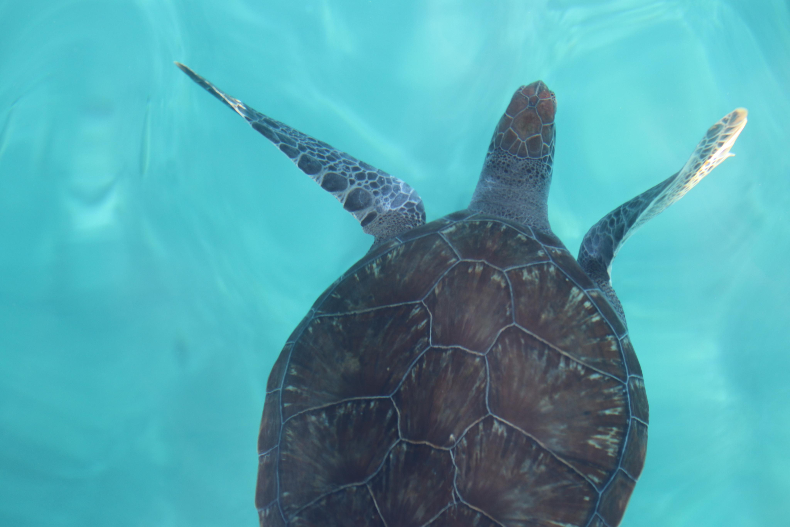 Турция. Чиралы. Ноябрь 2021. Путешественник-фотограф из Санкт-Петербурга Татьяна Свистулина