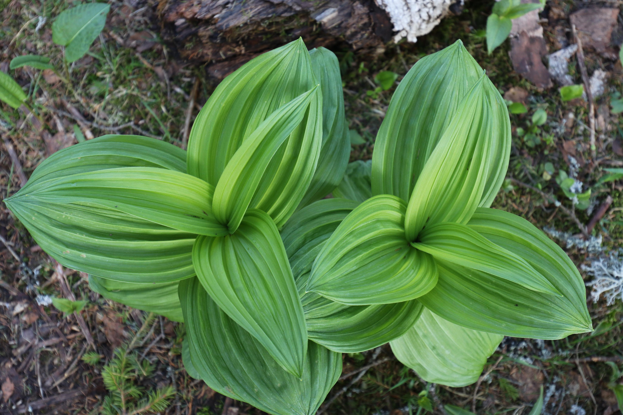 Хребет Большой Таганай. Путешественник-фотограф из Санкт-Петербурга Татьяна Свистулина