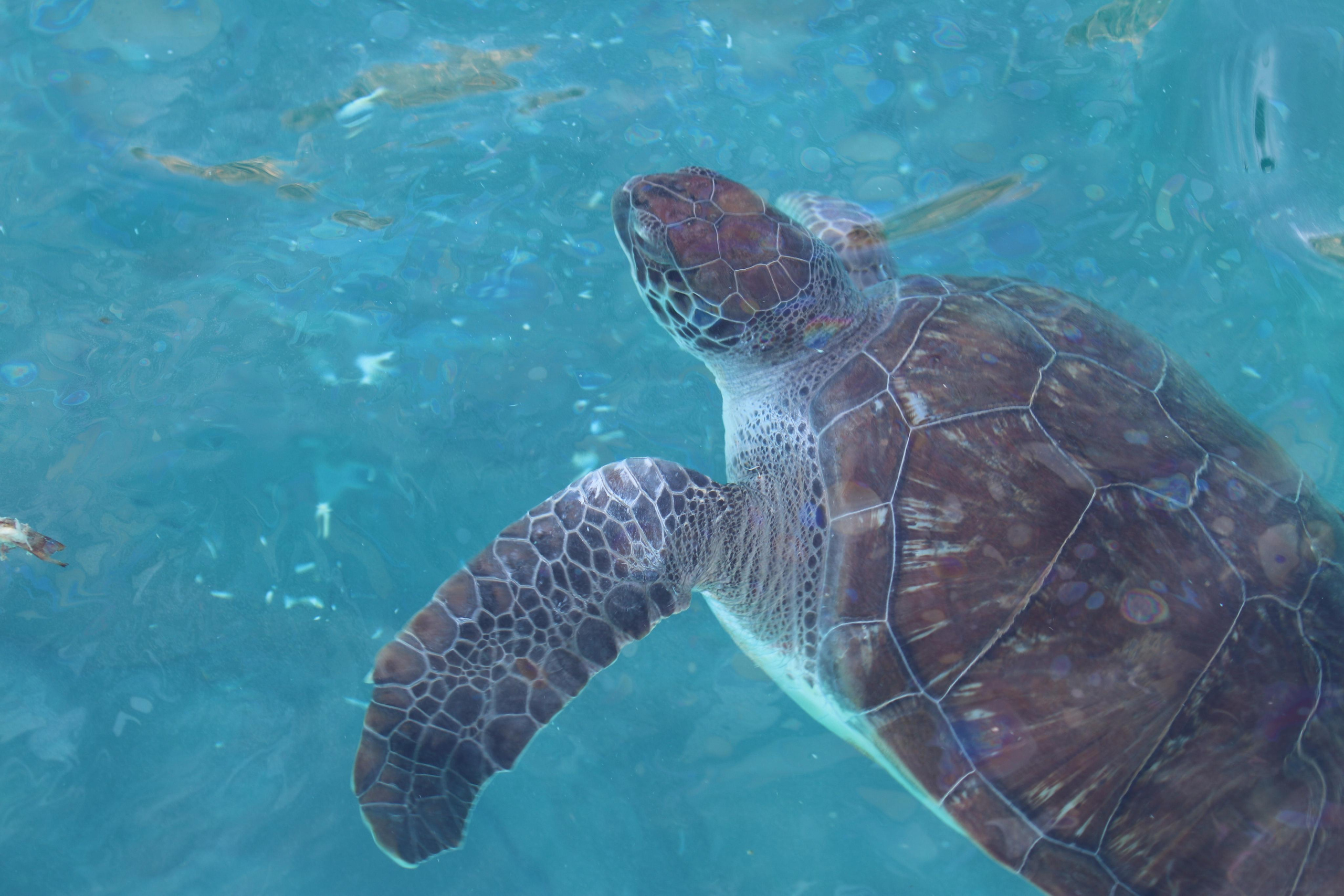 Турция. Чиралы. Ноябрь 2021. Путешественник-фотограф из Санкт-Петербурга Татьяна Свистулина