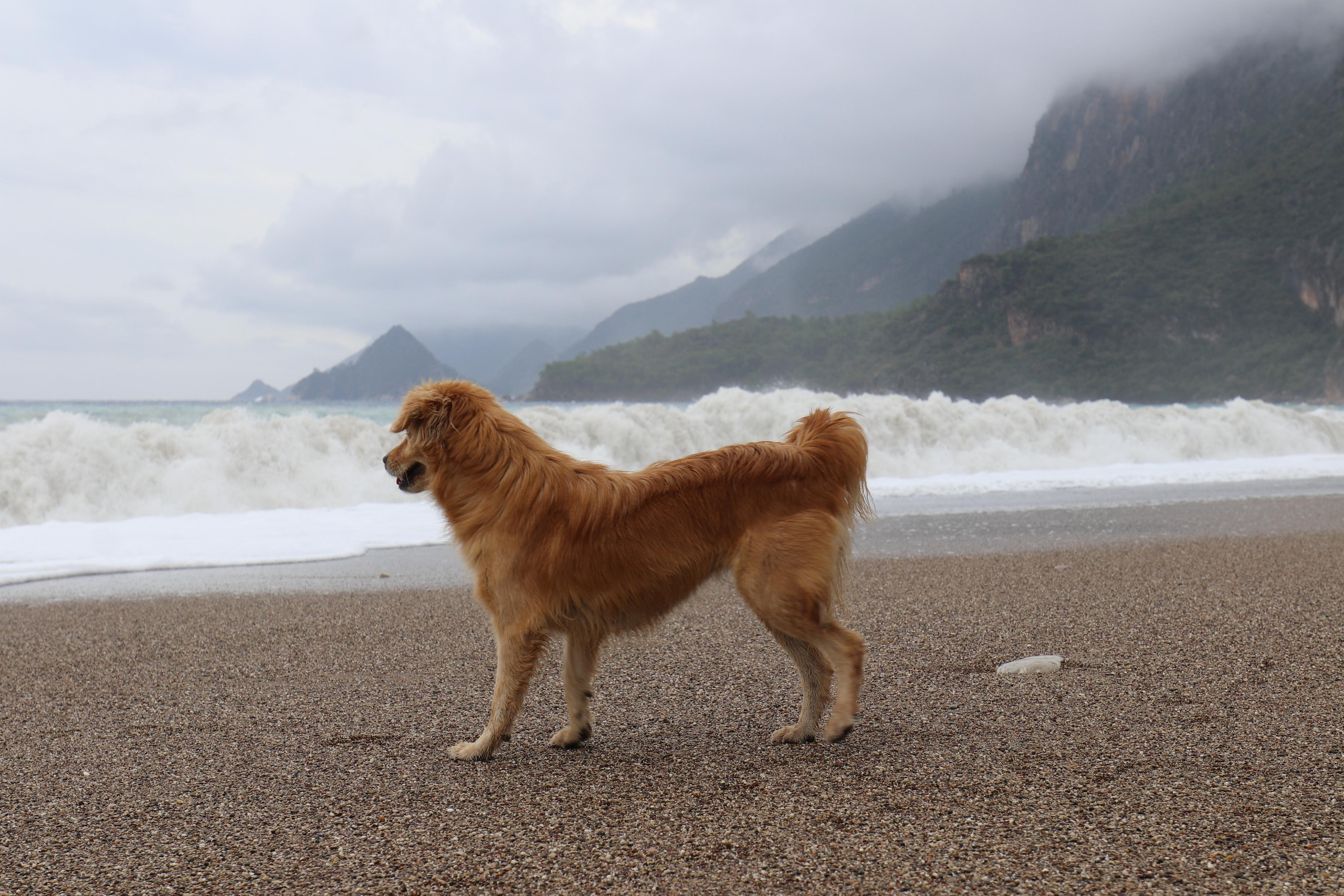 Турция. Чиралы. Ноябрь 2021. Путешественник-фотограф из Санкт-Петербурга Татьяна Свистулина