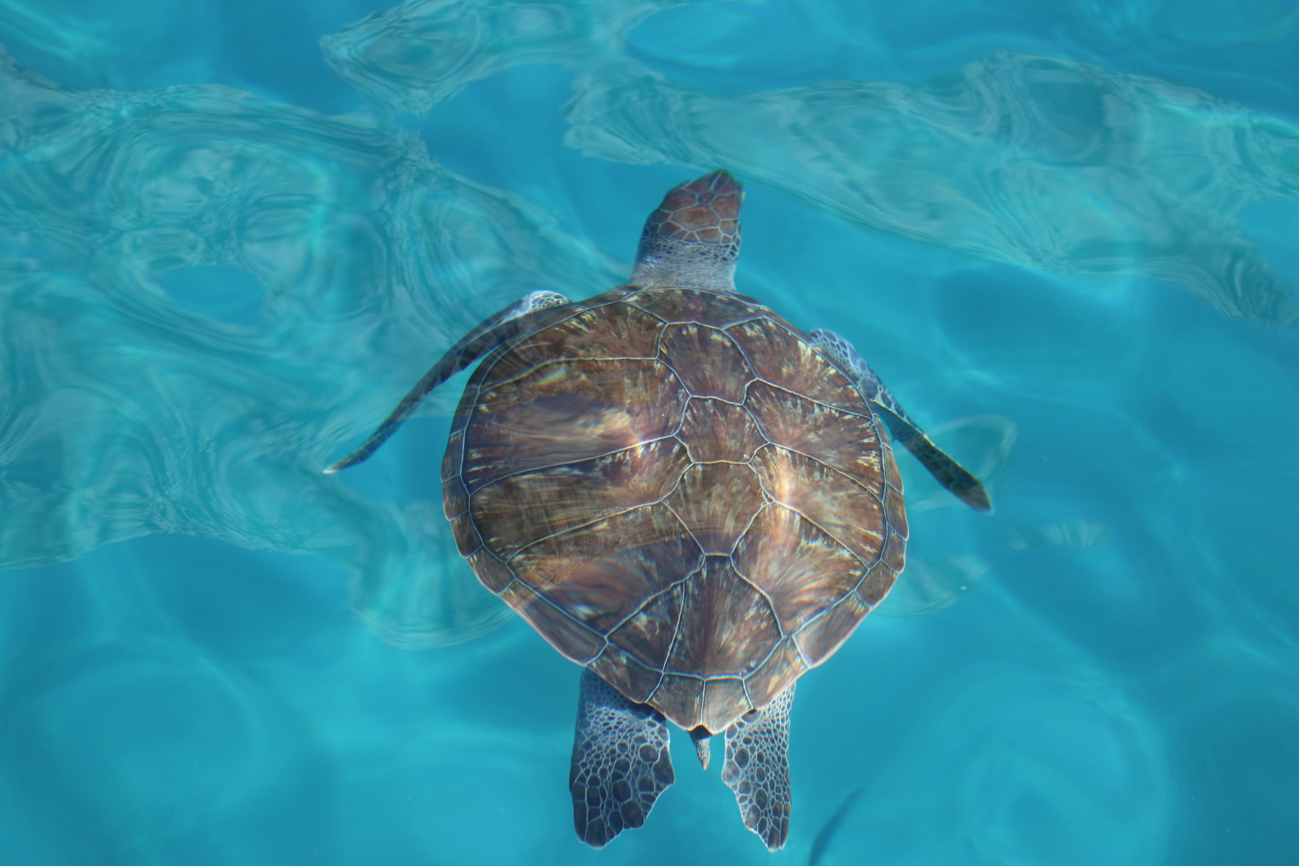 Турция. Чиралы. Ноябрь 2021. Путешественник-фотограф из Санкт-Петербурга Татьяна Свистулина