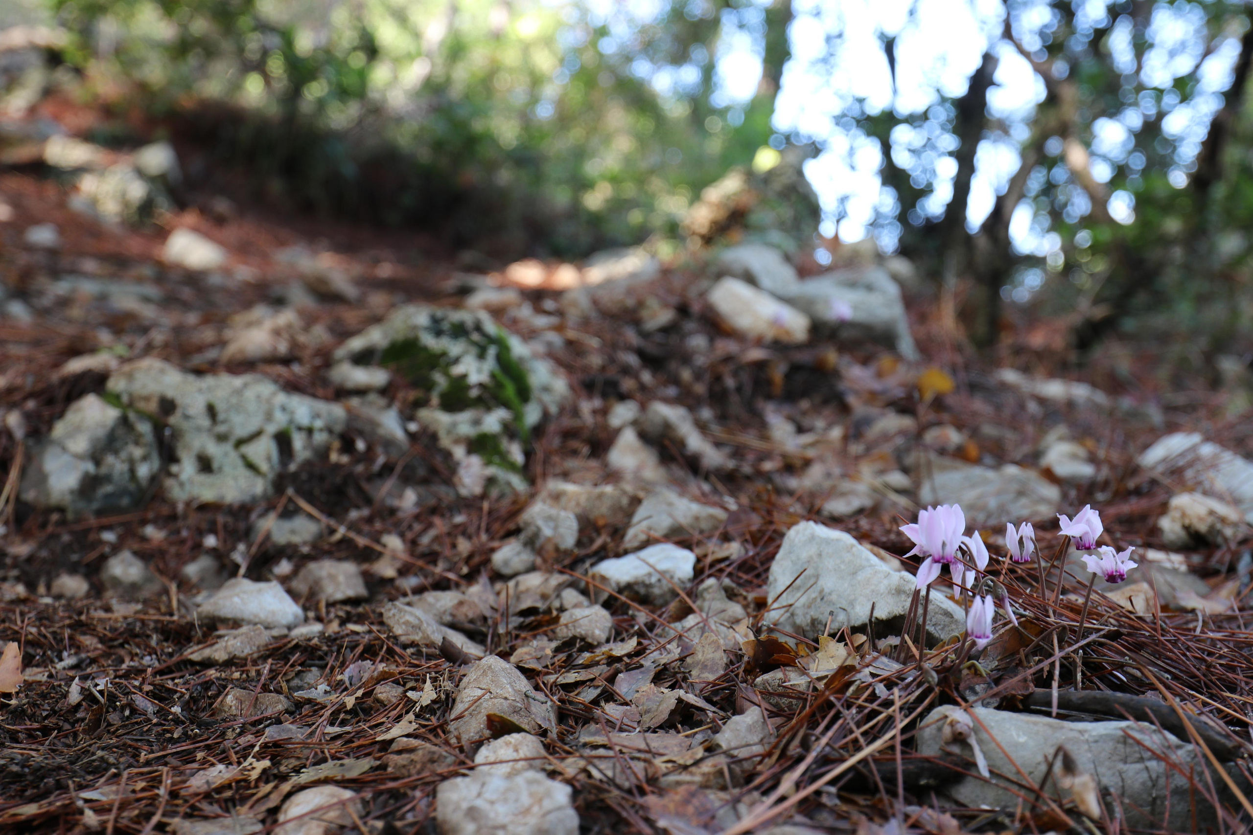Турция. Чиралы. Ноябрь 2021. Путешественник-фотограф из Санкт-Петербурга Татьяна Свистулина