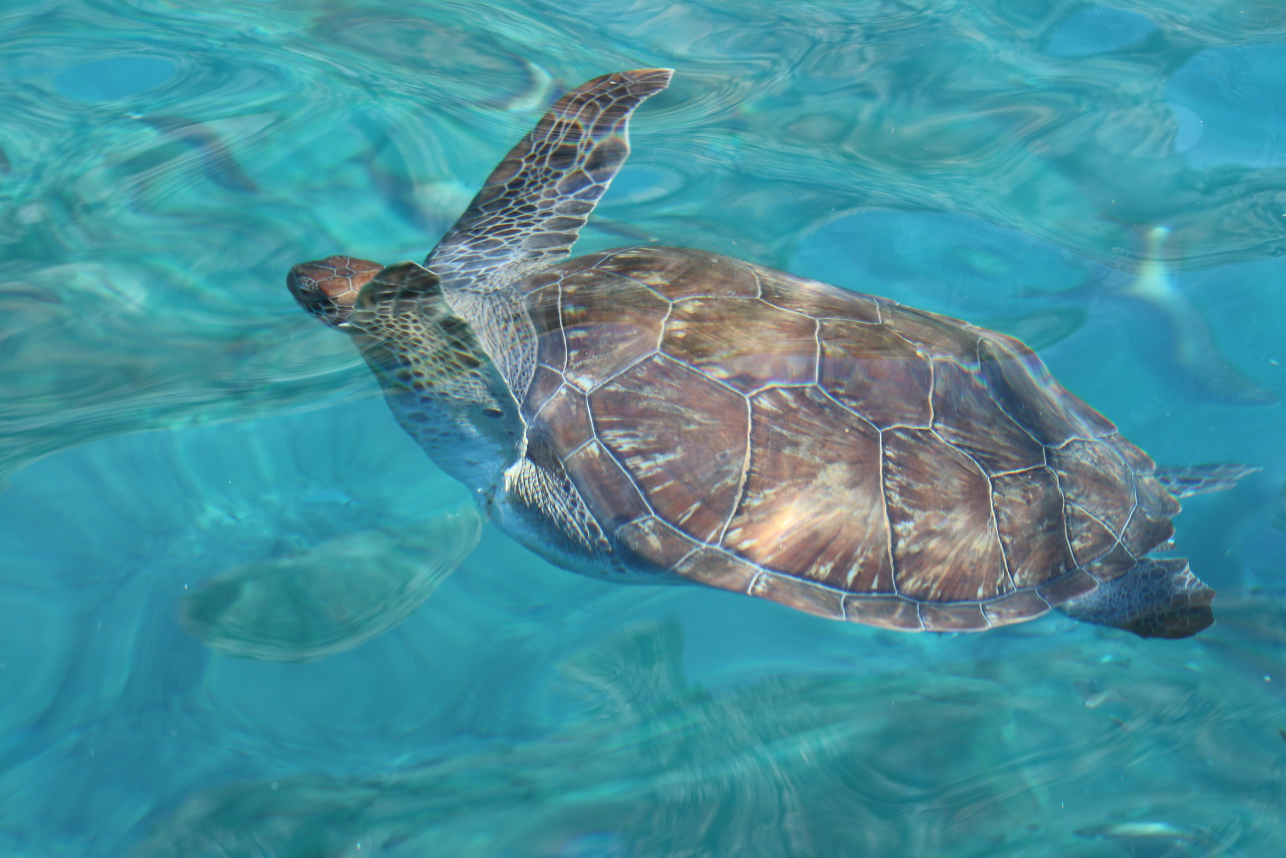 Турция. Чиралы. Ноябрь 2021. Путешественник-фотограф из Санкт-Петербурга Татьяна Свистулина