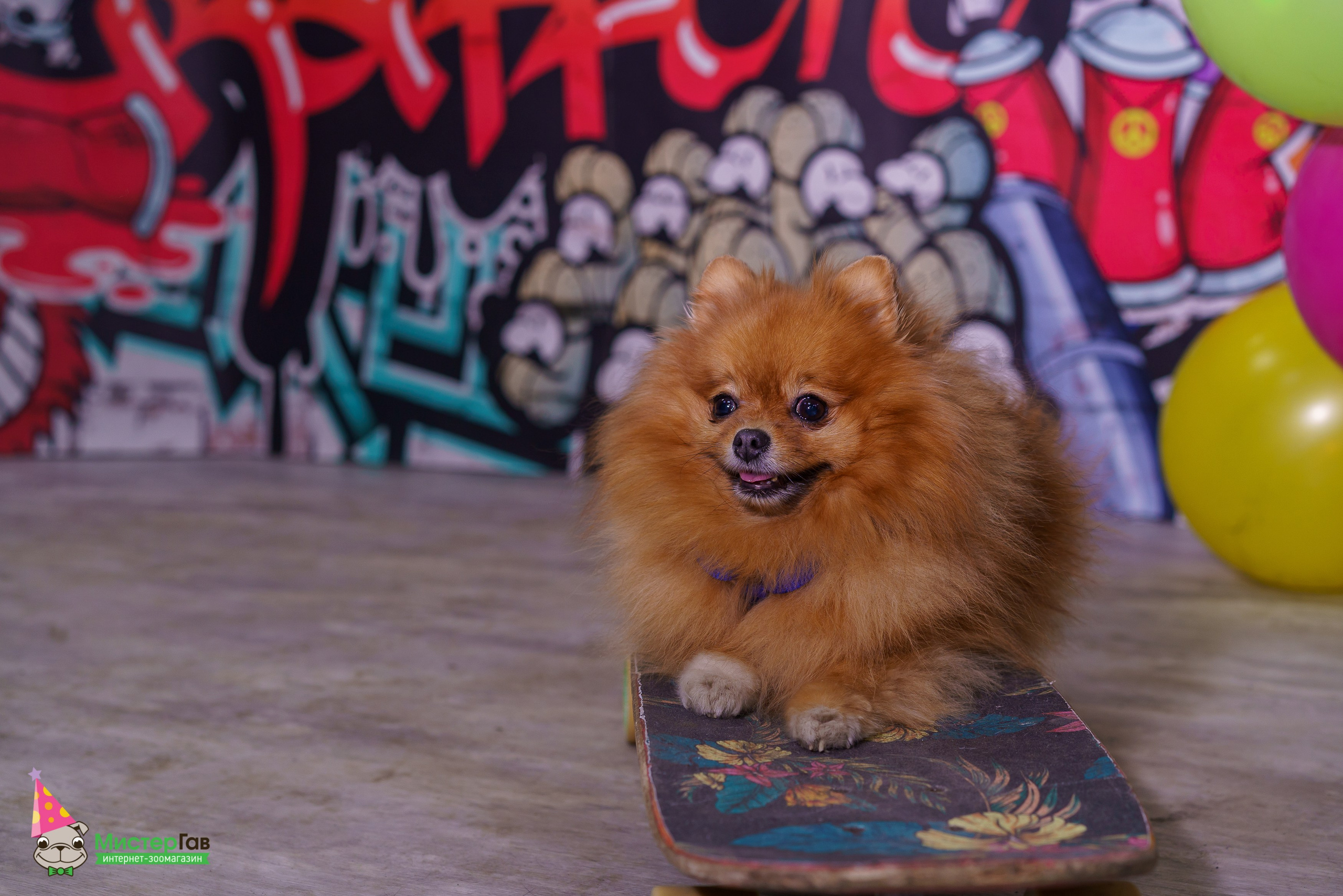 Мистер Гав -13 лет!. Фотограф Челябинск · Ольга Серебрякова